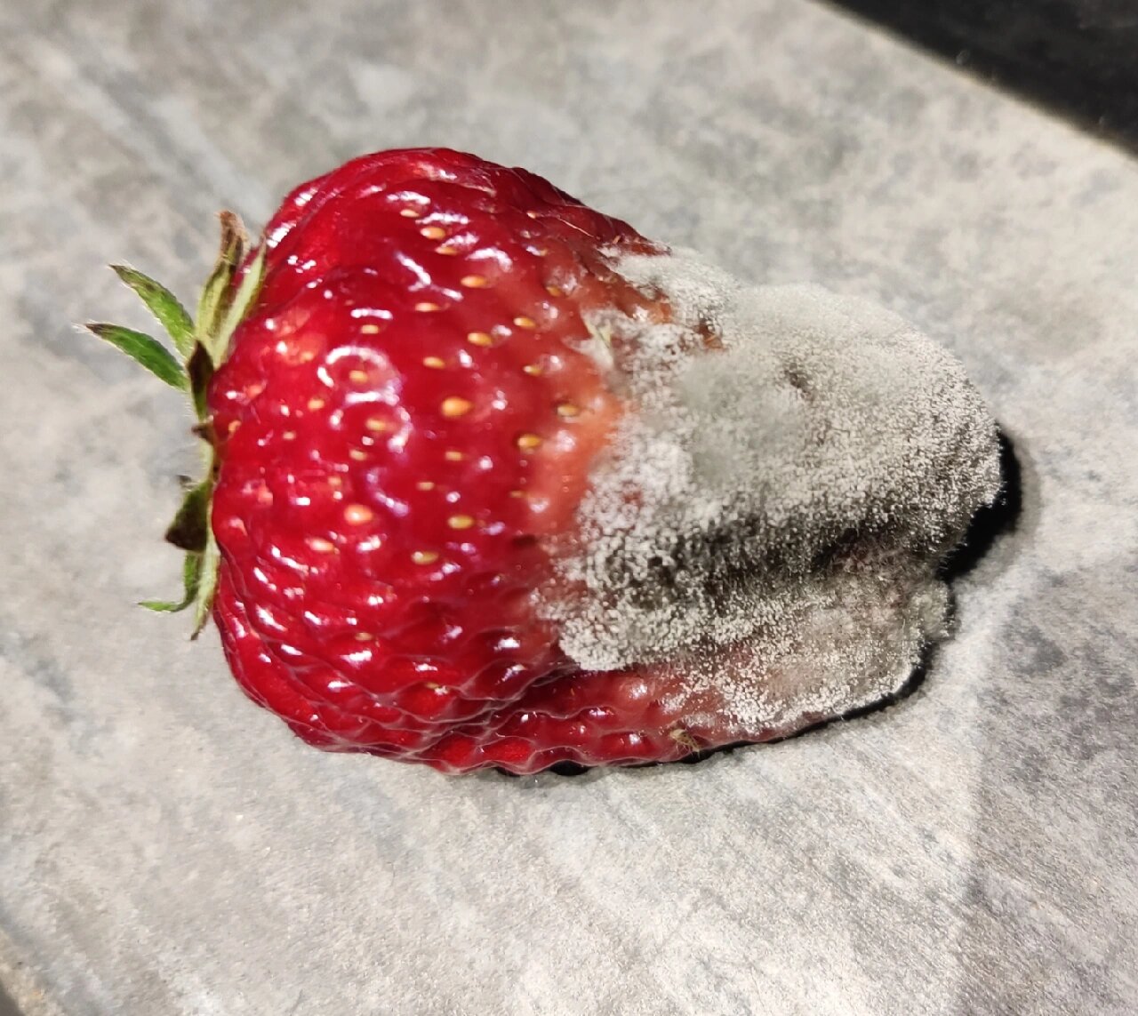 发霉的水果之草莓 看这个斑驳的霉点,多么治愈的感觉,腐烂其实也有