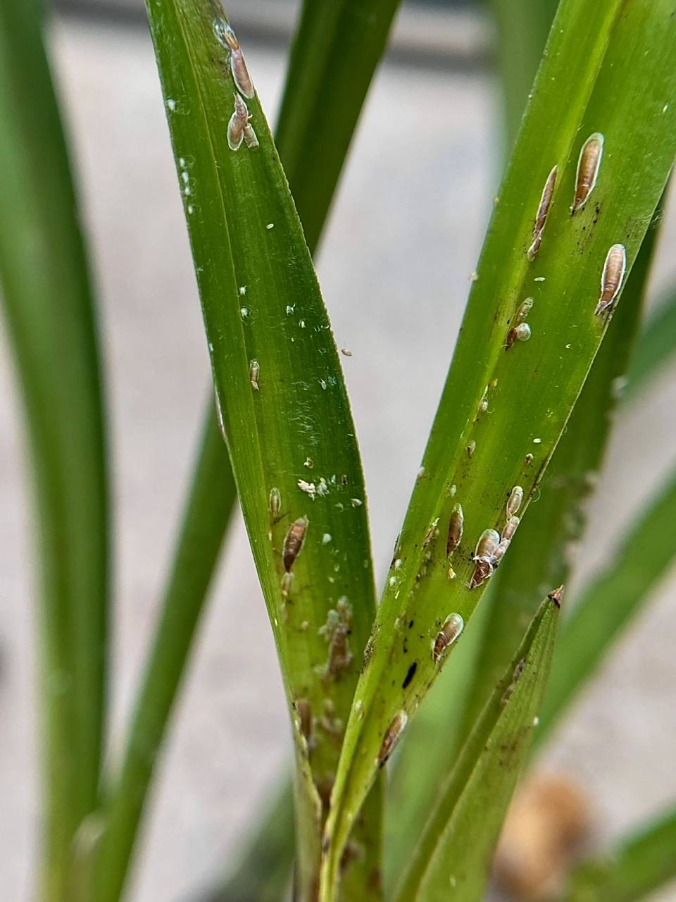 兰花"介壳虫"防治 无论是山野还是兰苑引来的兰花, 不可避免的会在