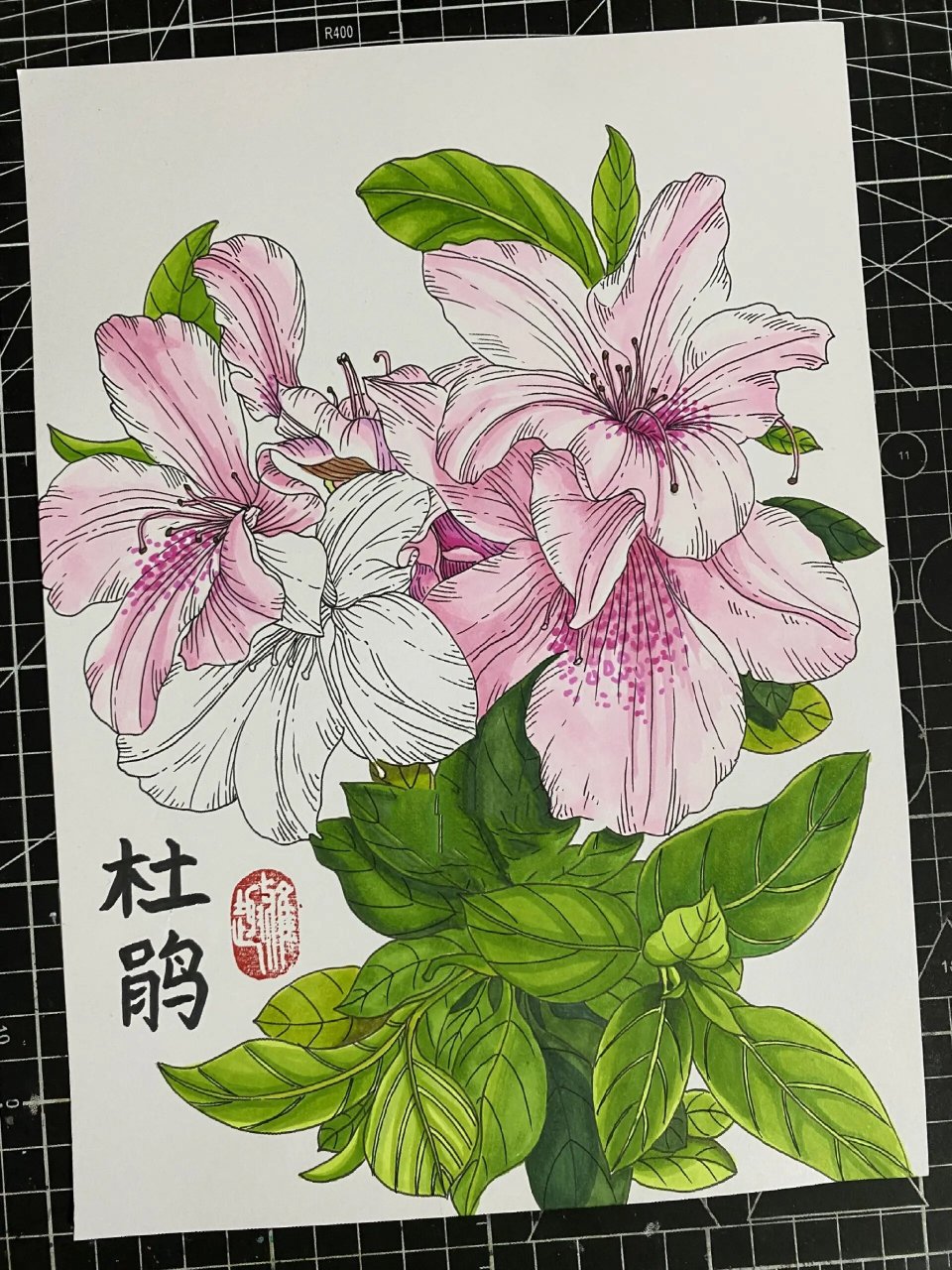 杜鹃花‖花卉线描‖马克笔上色【附过程】 杜鹃花寓意人们对生活热烈