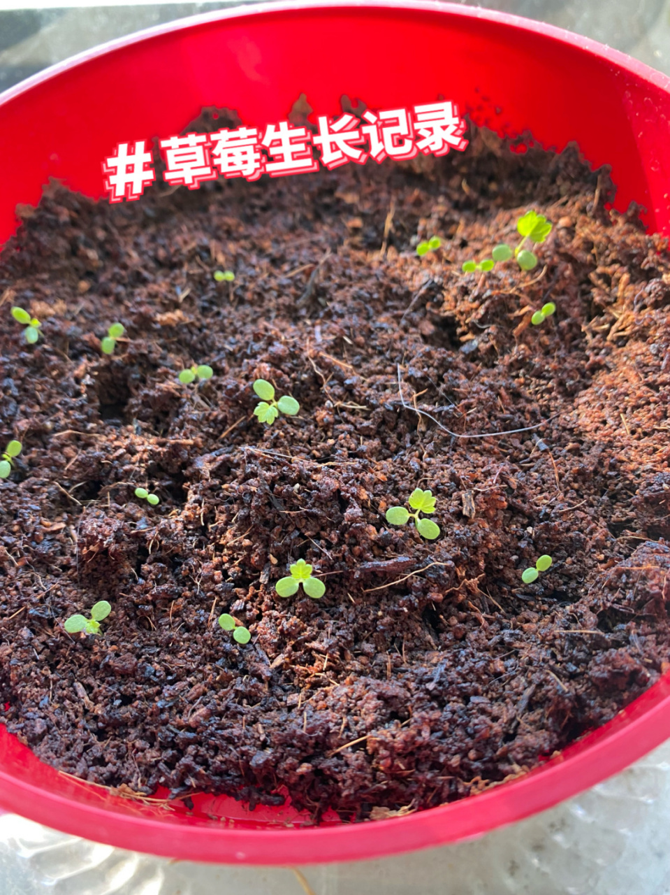 草莓生长记录:发芽期 5月1,时隔一周.