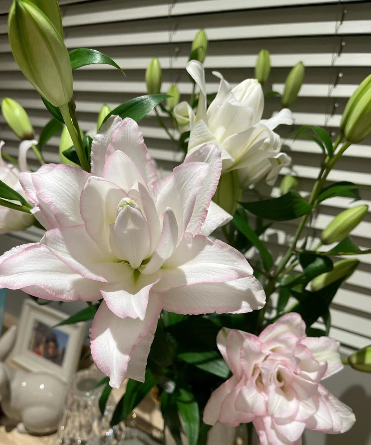 香水百合 图1冰美人,图2艾莎,图3莲花之境,图4黄天霸,图5伊莎贝拉,图6