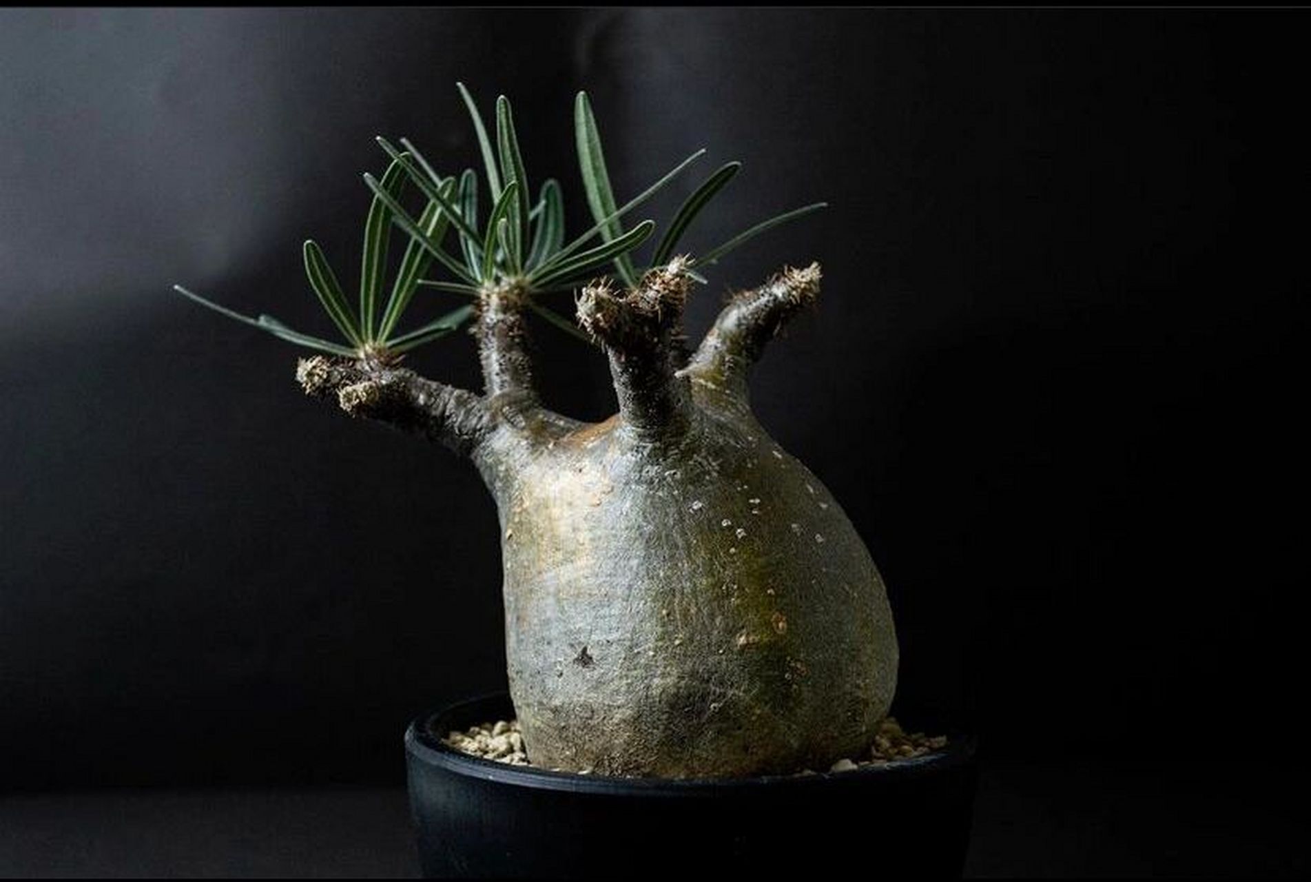 78156997块根界大佬-象牙宫养护/ 91象牙宫- 块根界大热门