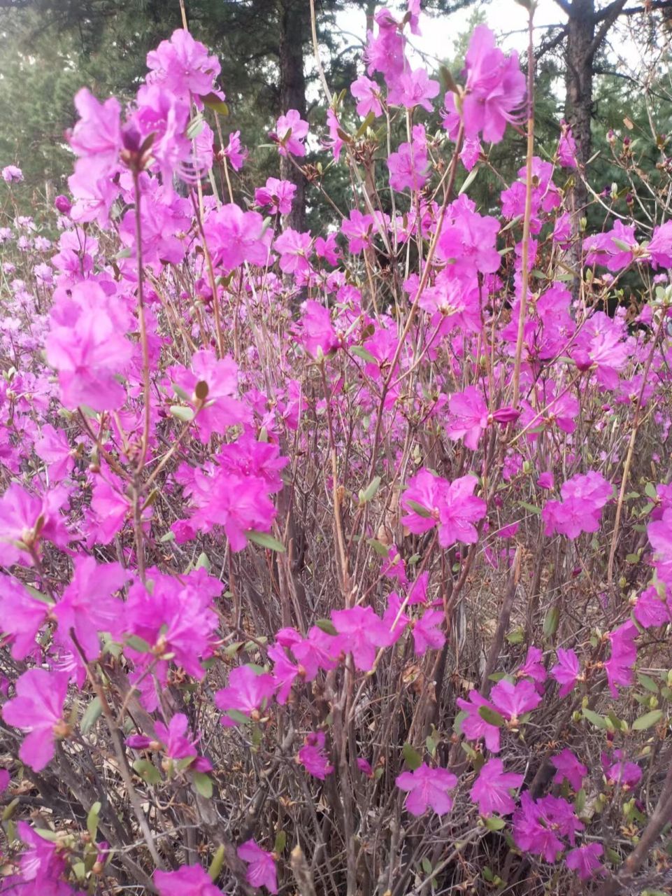 给你们看一下东北的野杜鹃(达达香) 我们这叫达达香,学名应该是满山红