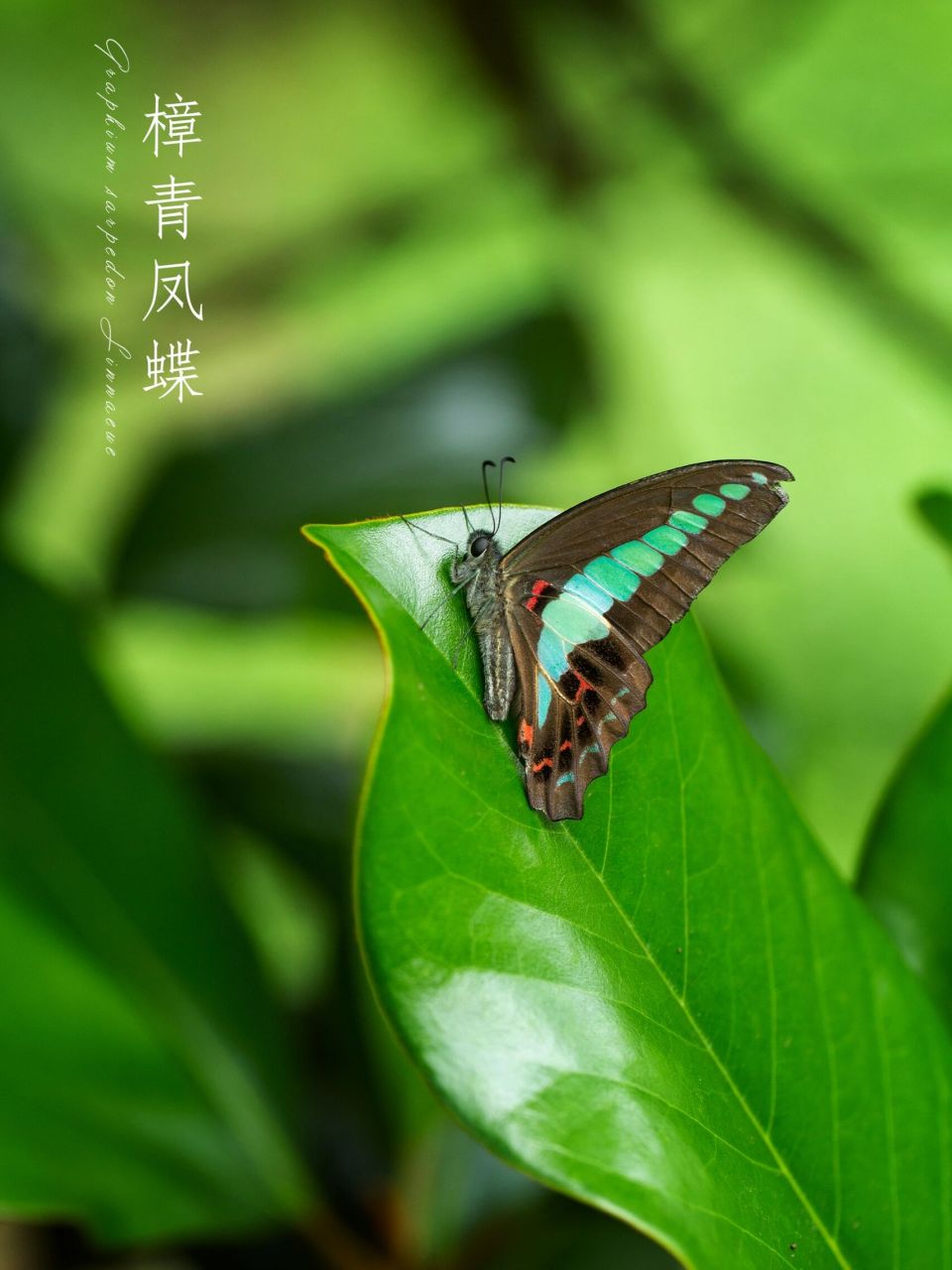 【写生百科】 樟青凤蝶,graphium sarpedon linnaeue,鳞翅