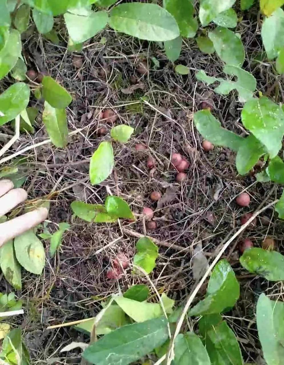 我们四川叫地瓜儿,很甜,长在地里藤上