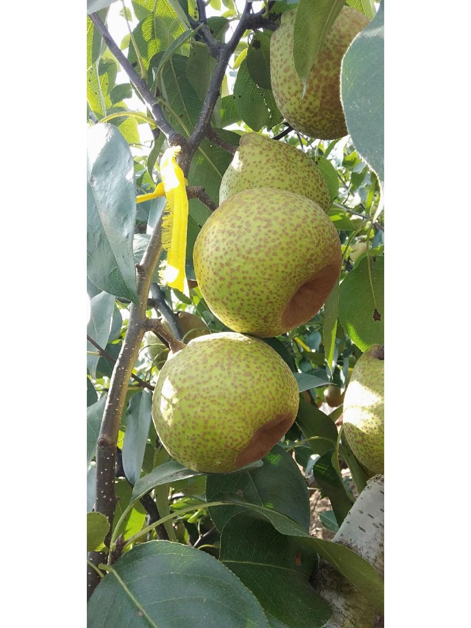 莱阳特产莱阳梨 正宗山东烟台莱阳梨超脆甜新鲜水果10斤左右整箱批发