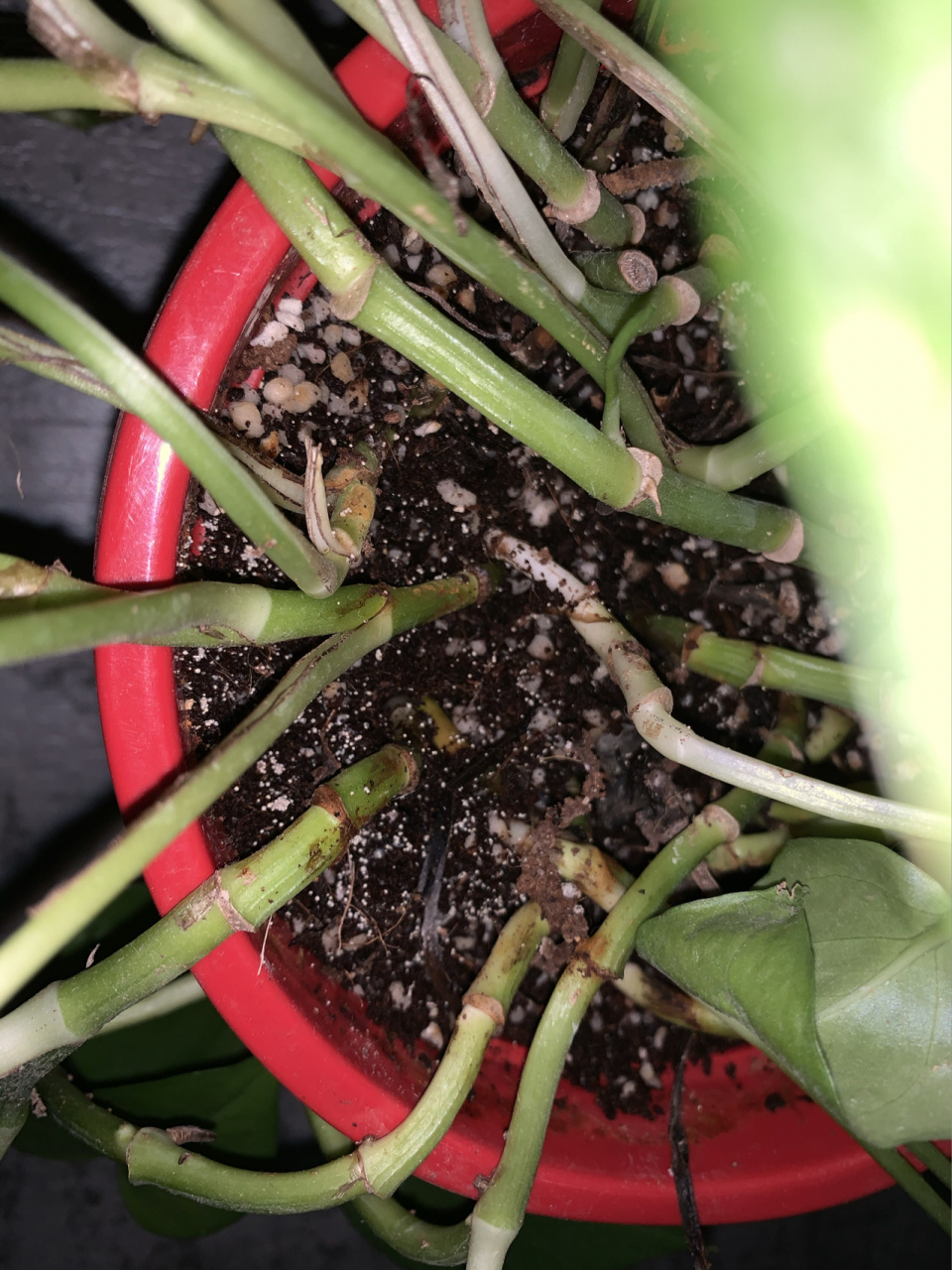 绿箩长虫了吗 最近一段时间发现绿萝越来越蔫,图片中的白点点是张虫子