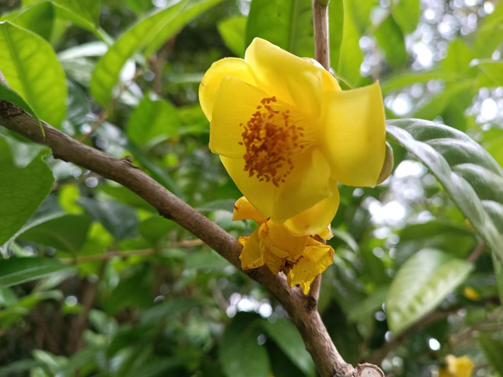 金花茶(camellia petelotii(merr sealy,山茶科山茶属木本植物.