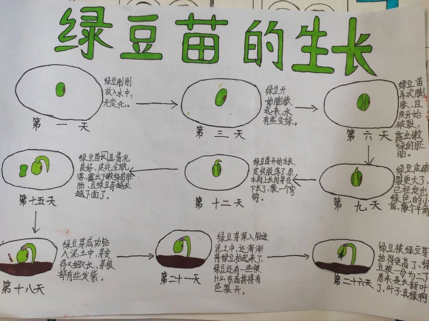 绿豆的生长过程图解图片