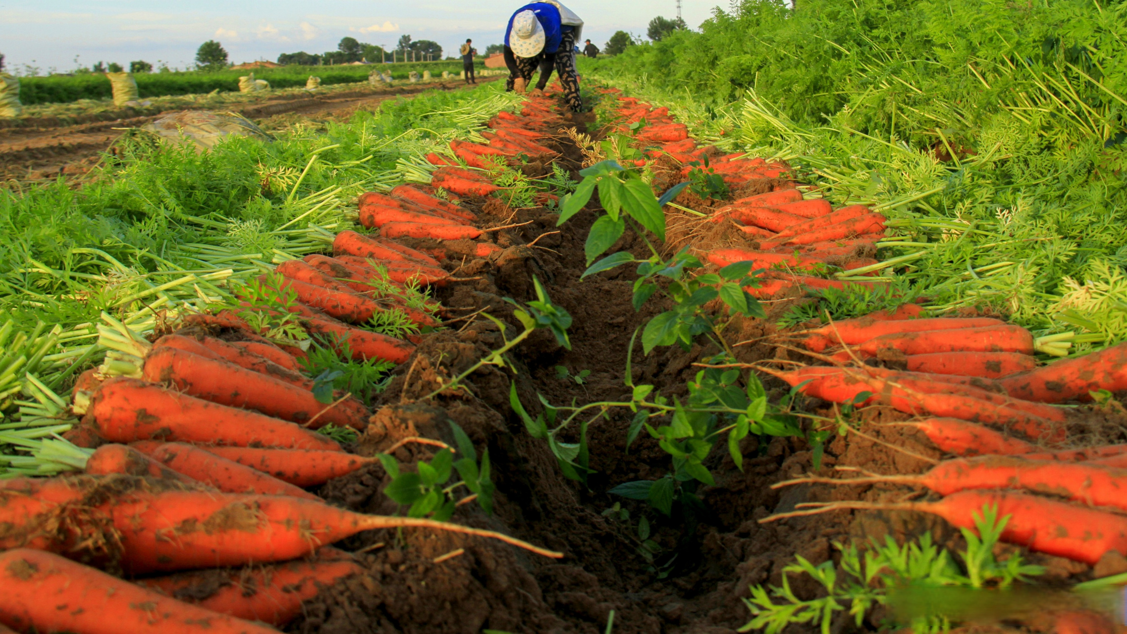 《胡萝卜丰收"别样红"》鲍明全#奈曼摄影# #奈曼融媒