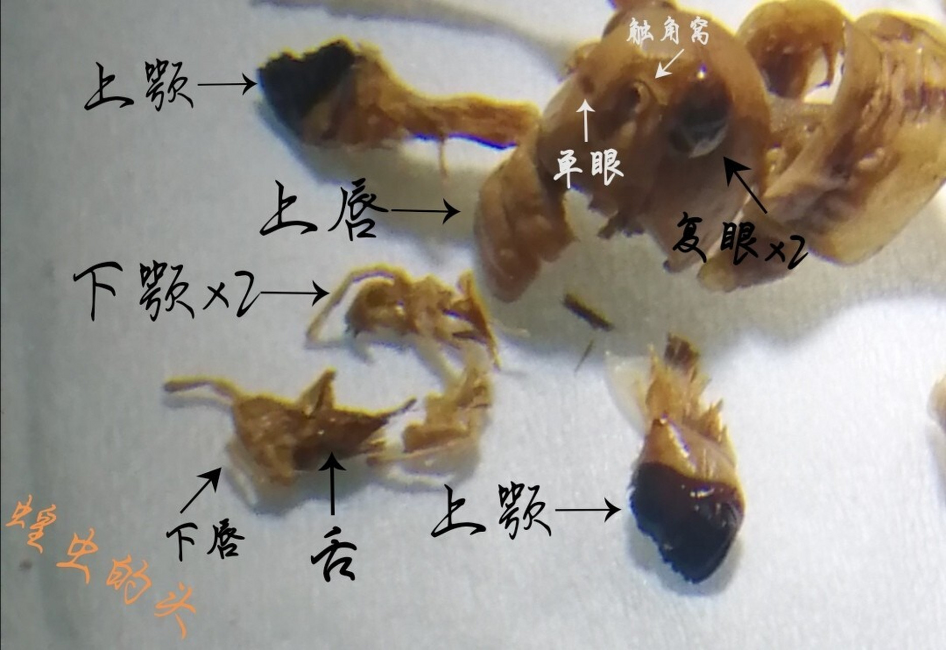 蝗虫结构 分享 昆虫学实验——解剖蝗虫  蝗虫:年轻人不讲武德,走得一