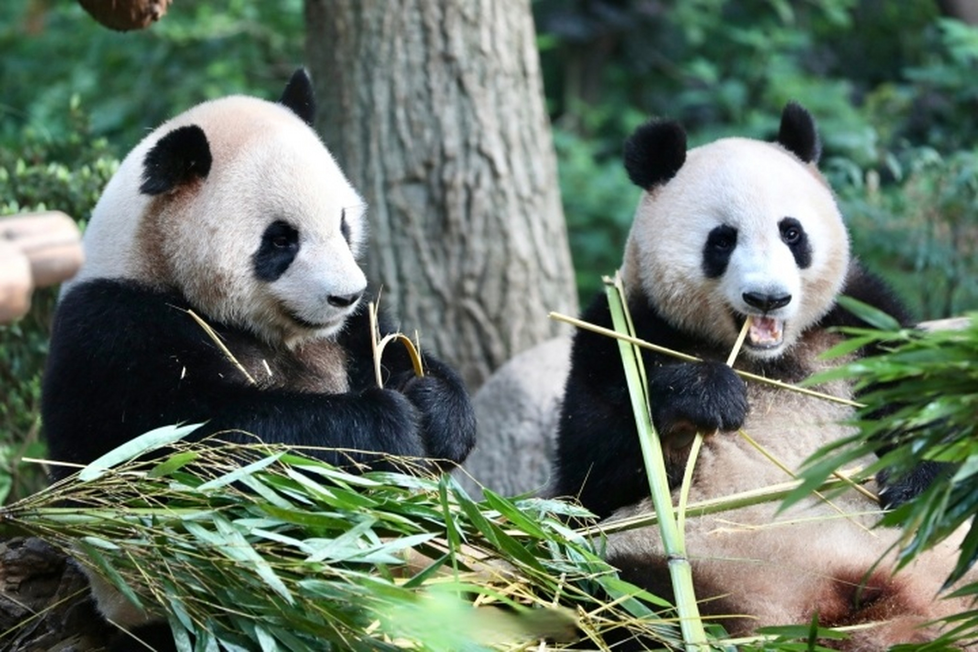 【杭州动物园熊猫馆每天限额5000人】因场馆承载有限,为保障广大游客