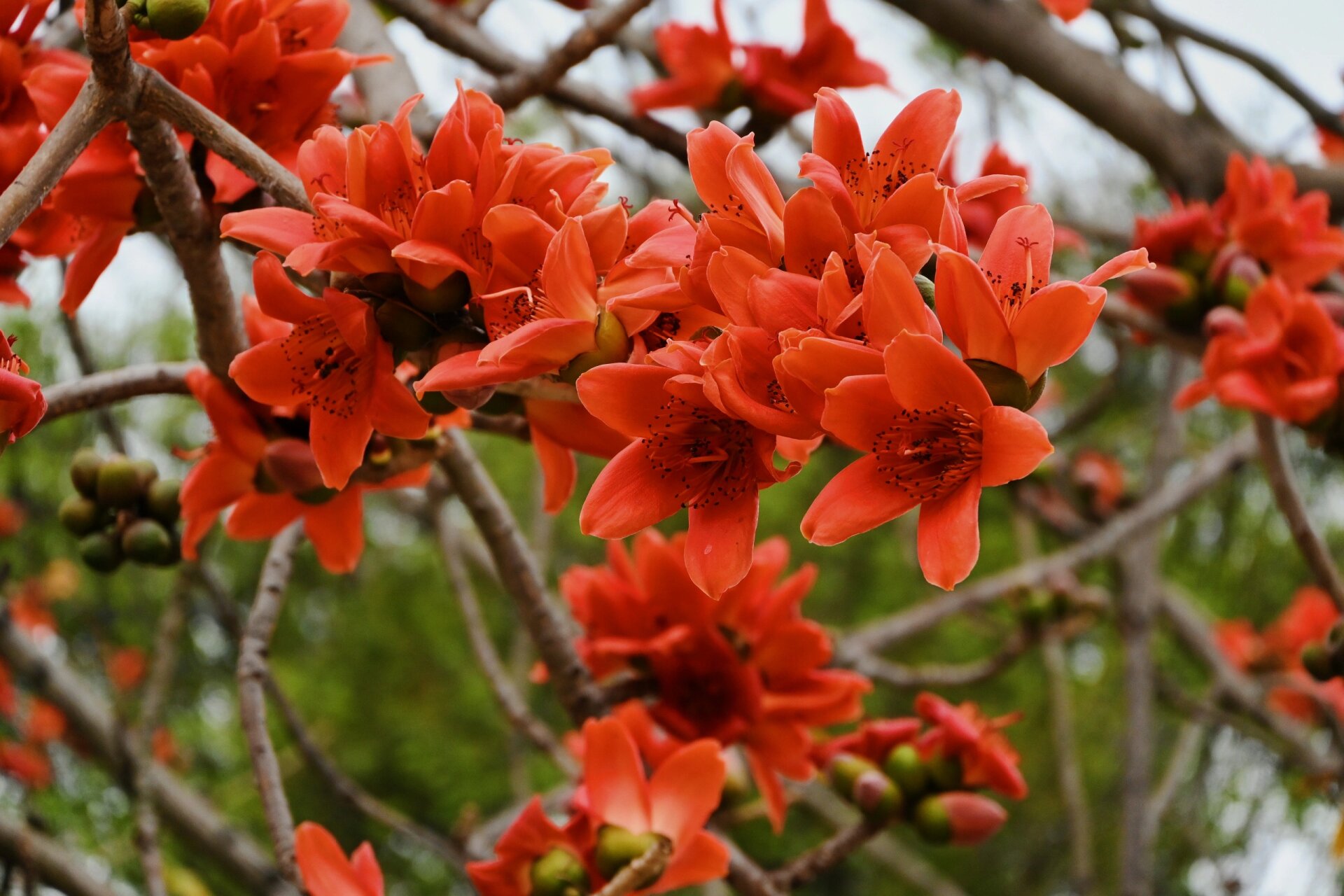 广州| 打卡广州市花-木棉花