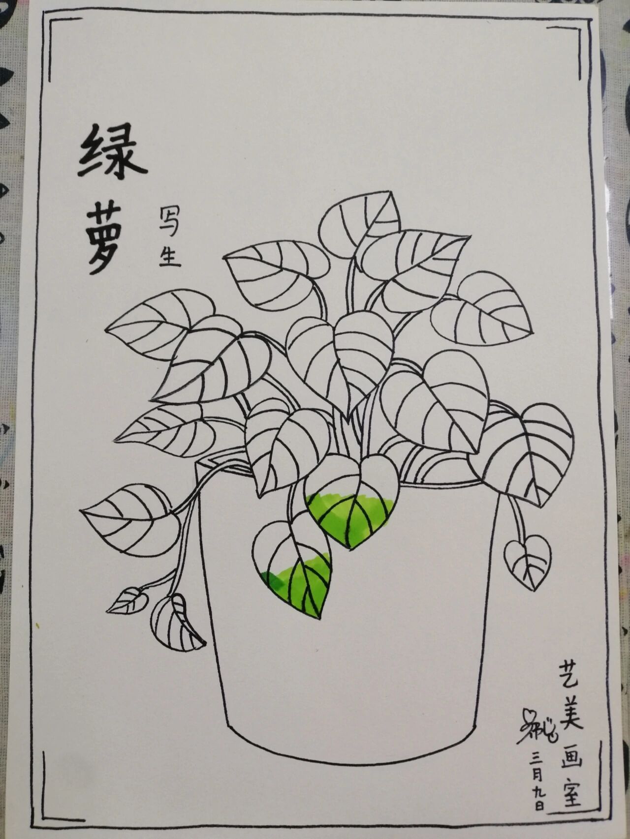 绿萝写生绘画