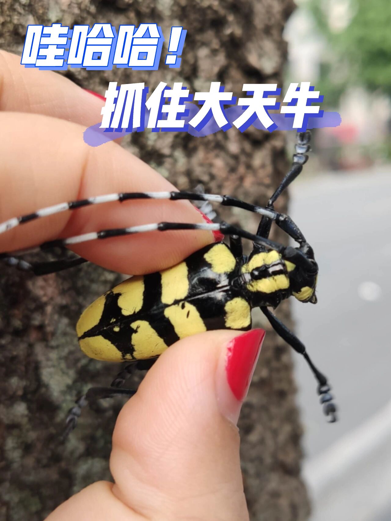 没见过的黄色花纹天牛!