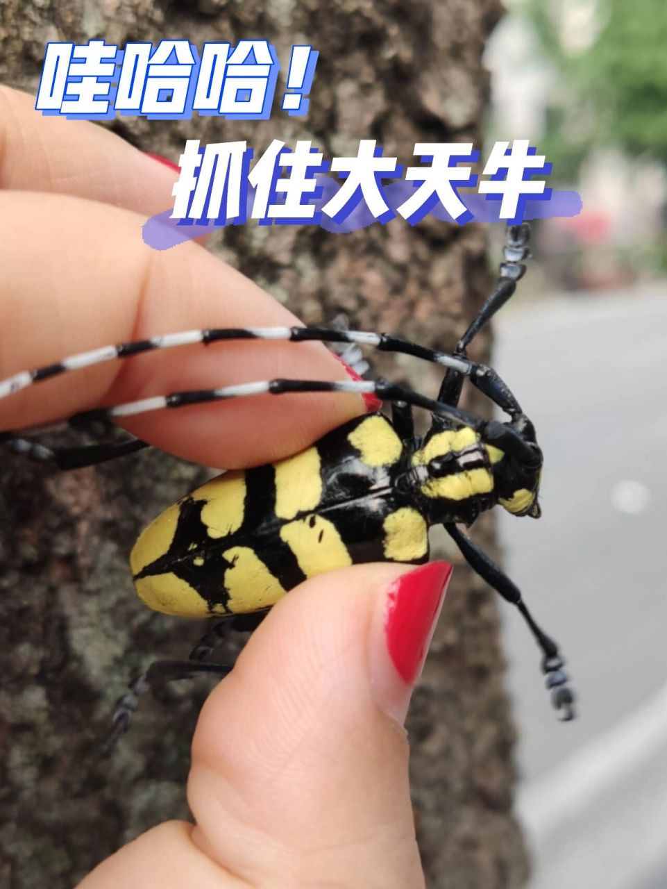 小时候抓过很多黑白相间的天牛, 第一次看见这种颜色的!好安逸呀!