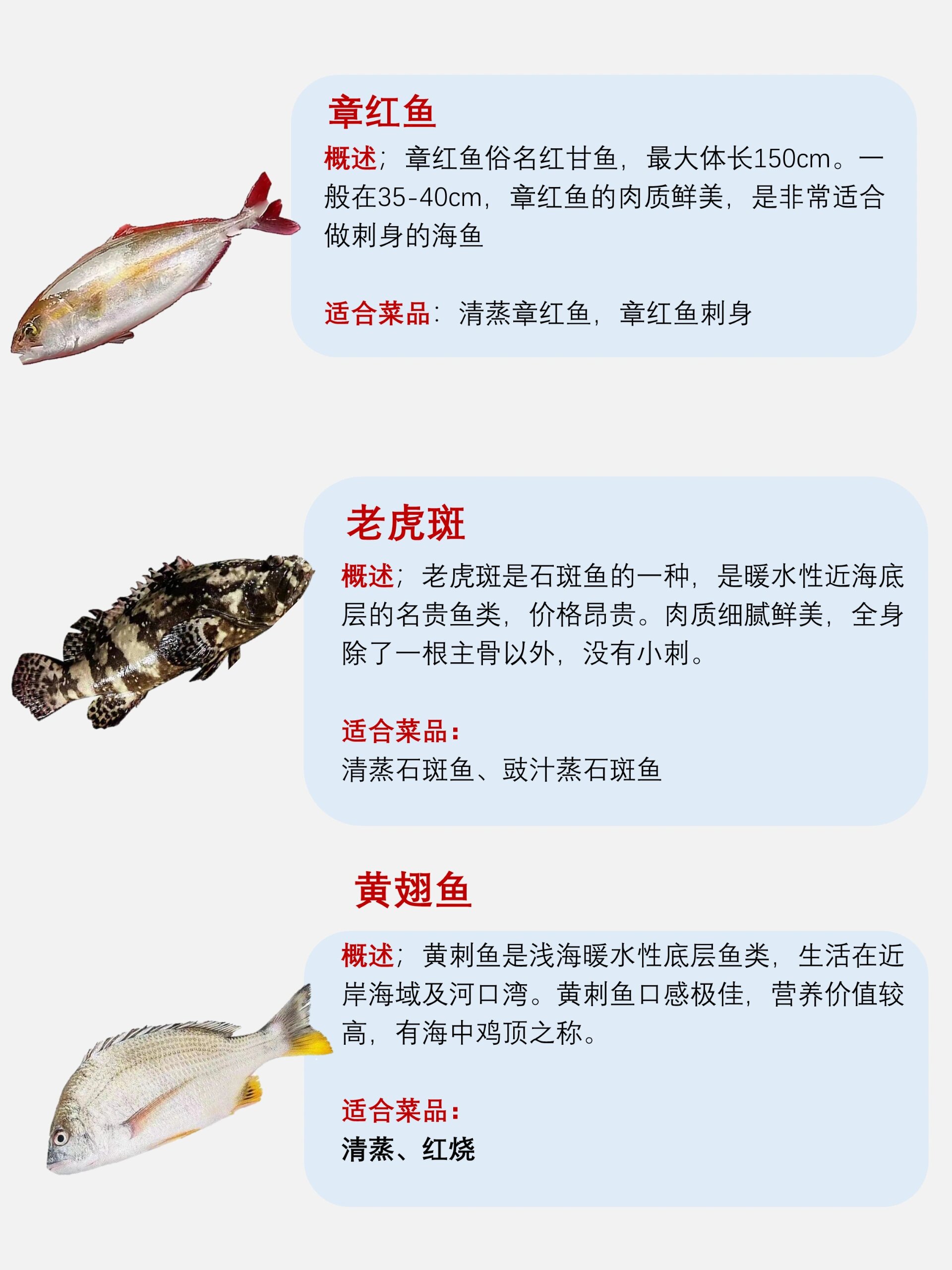 食用海鱼名字图片