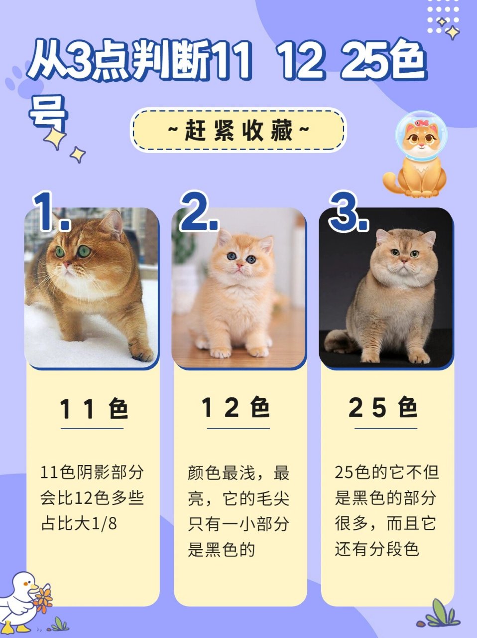 金渐层猫猫11 12 25色详解 近期有想买金渐层的伙伴看过来 从毛色判断