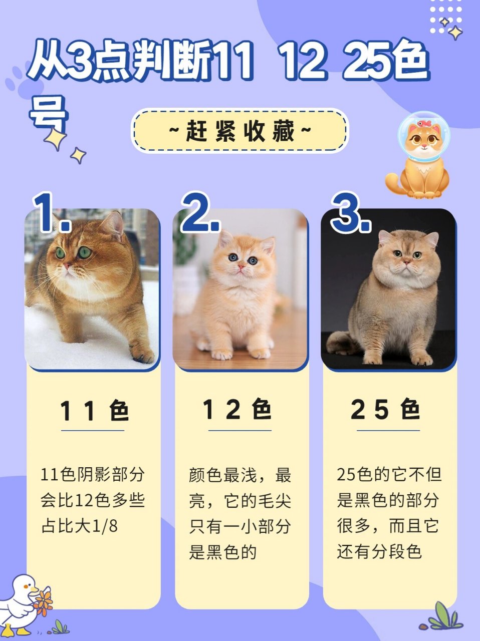 金渐层11和12爪垫图片