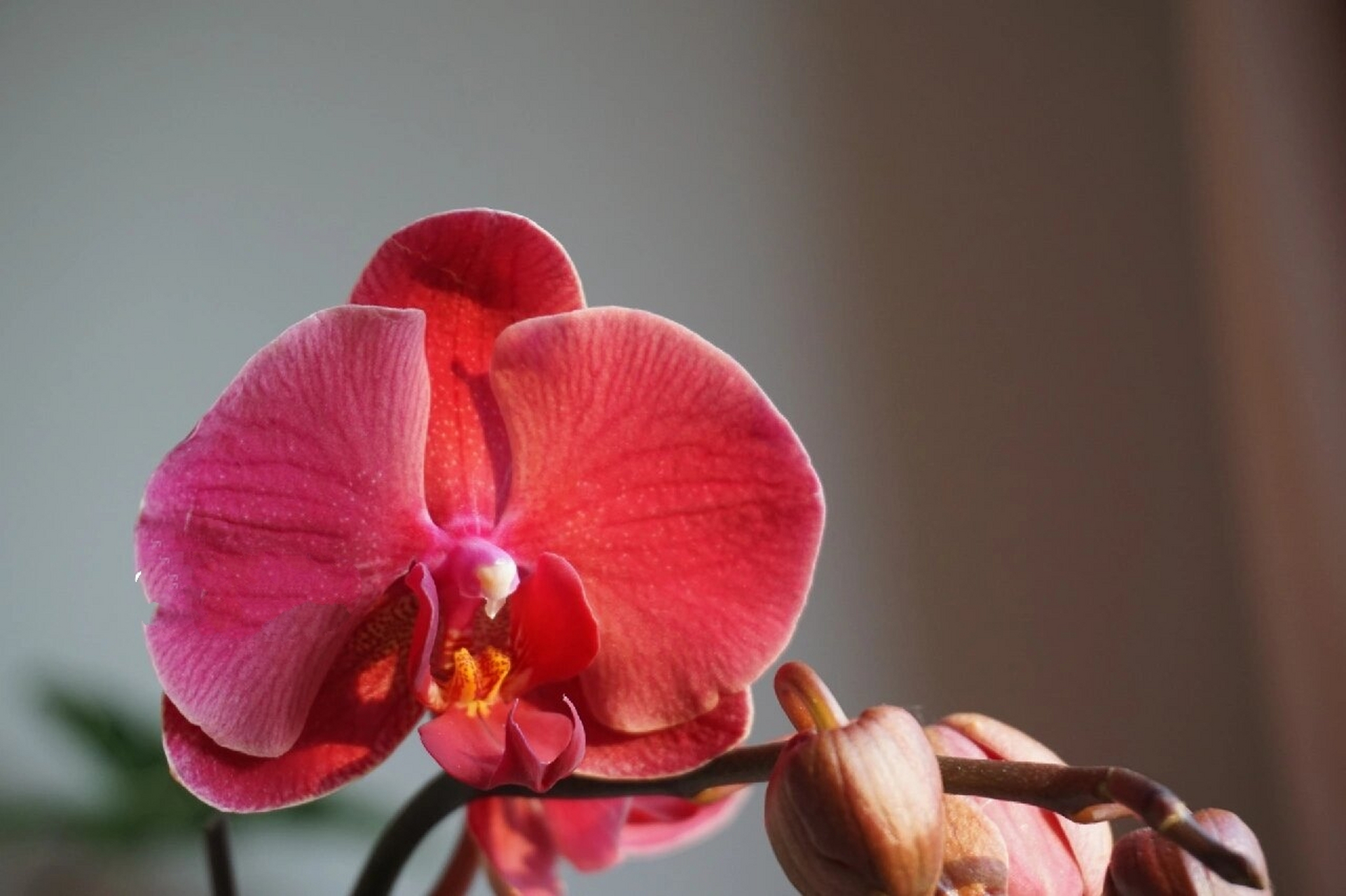 我的植物朋友们丨冬日暖阳下的年宵花 图1-2  蝴蝶兰——红梅 红梅在