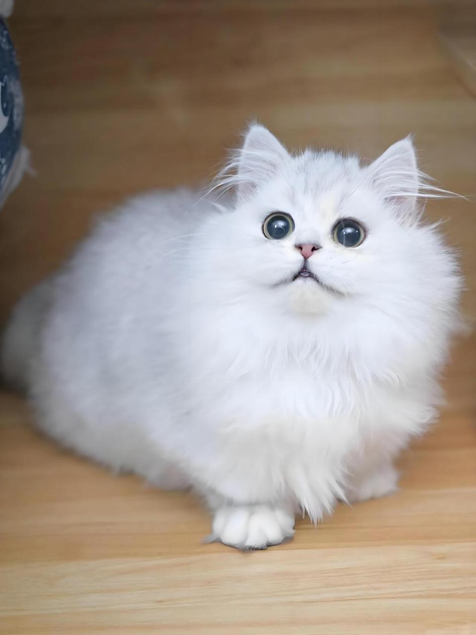 今日主角——波斯猫 波斯猫是最常饲养的猫种之一,有"猫中王子""猫中