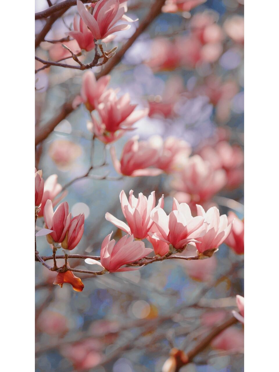 植物写真 ▏阳光下的大玉兰 大玉兰我一直都不是太会拍,韵味不足,最近