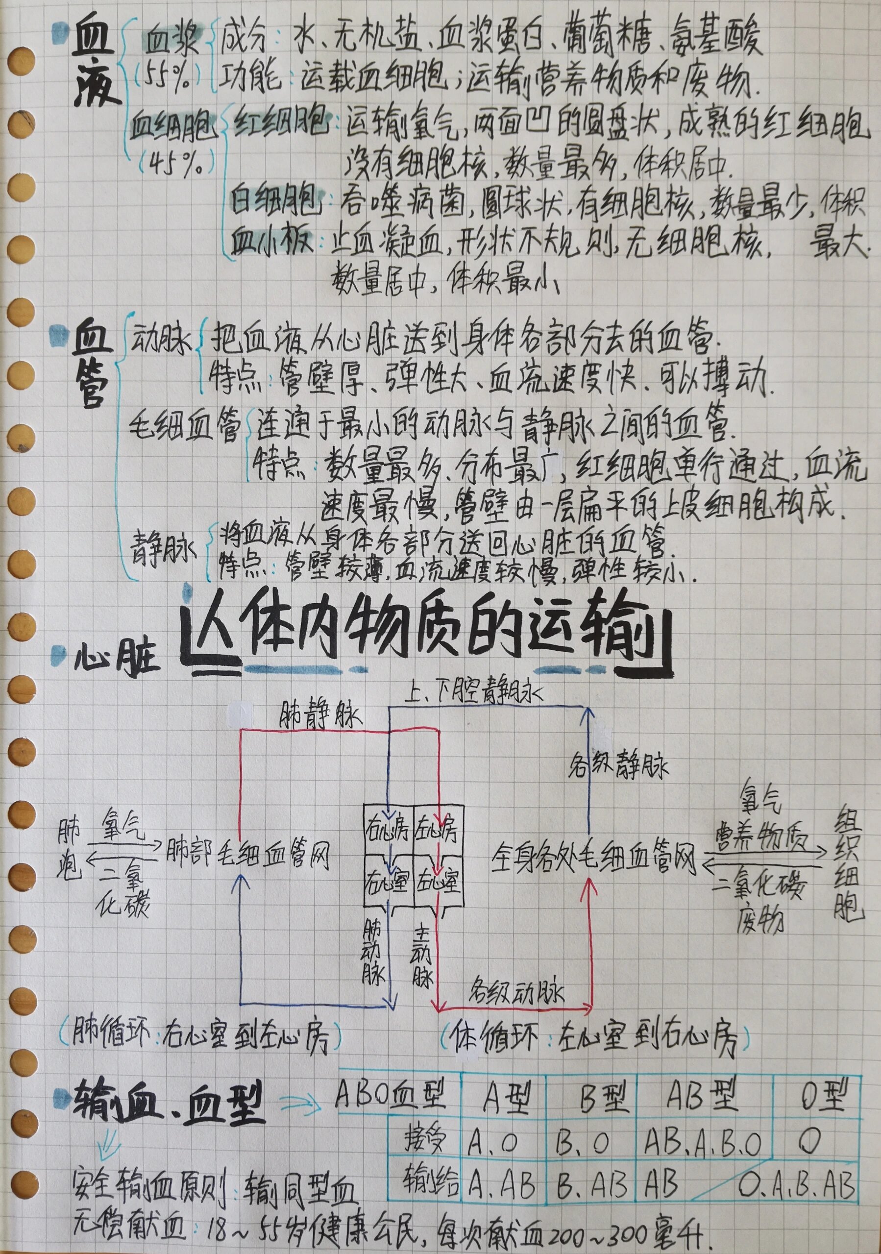 七下生物思维导图第四章 人体内物质的运输