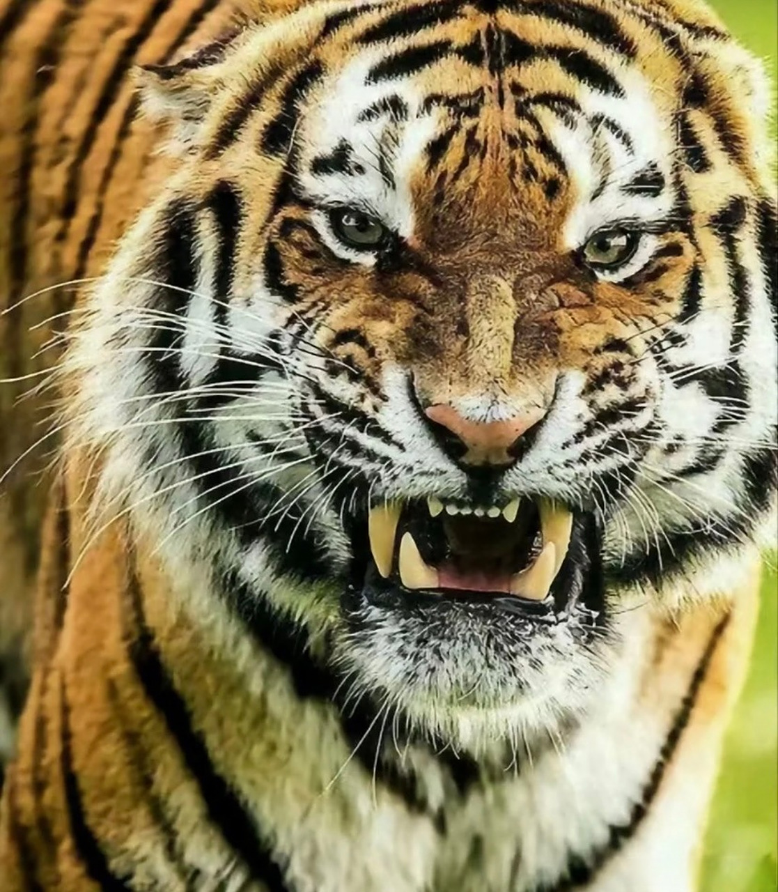 百兽之王老虎威风凌凌,其牙齿如匕首般锋利,是食肉动物中最长的,其中