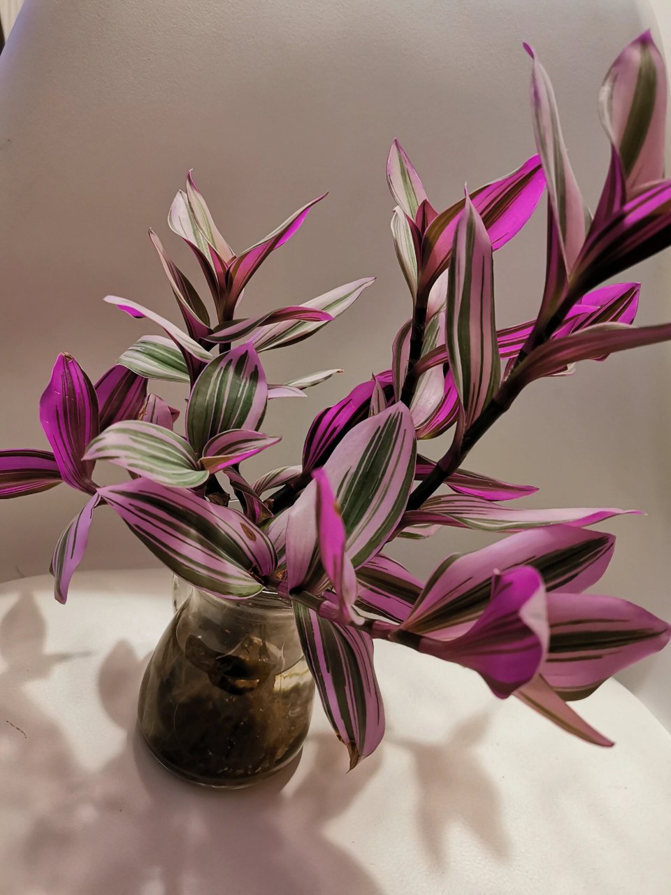 我的水培油画吊兰对比土培油画吊兰 图二土培油画吊兰,觉得水培更不