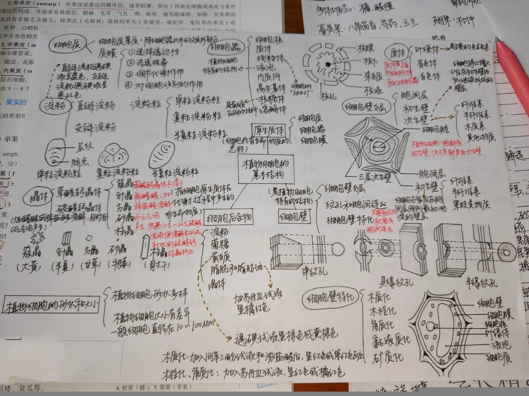 植物学第二章思维导图图片