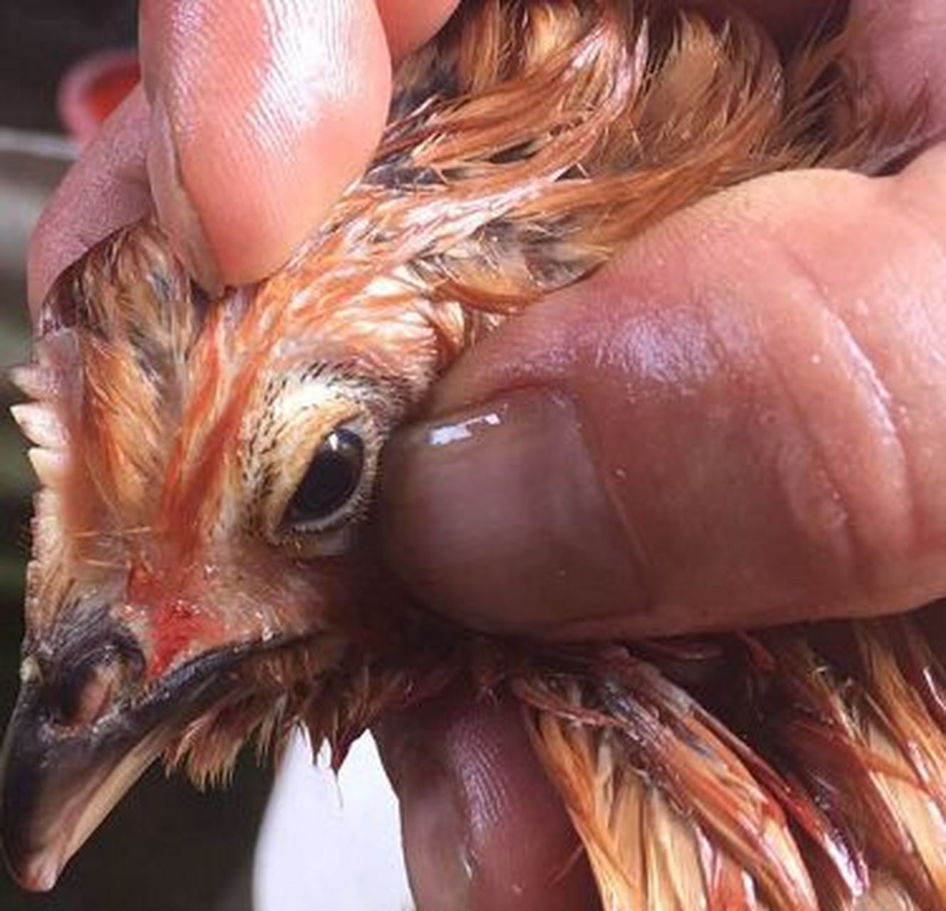 鸡安卡拉病毒有哪些症状应该如何防治及治疗 鸡安卡拉病毒有哪些症状