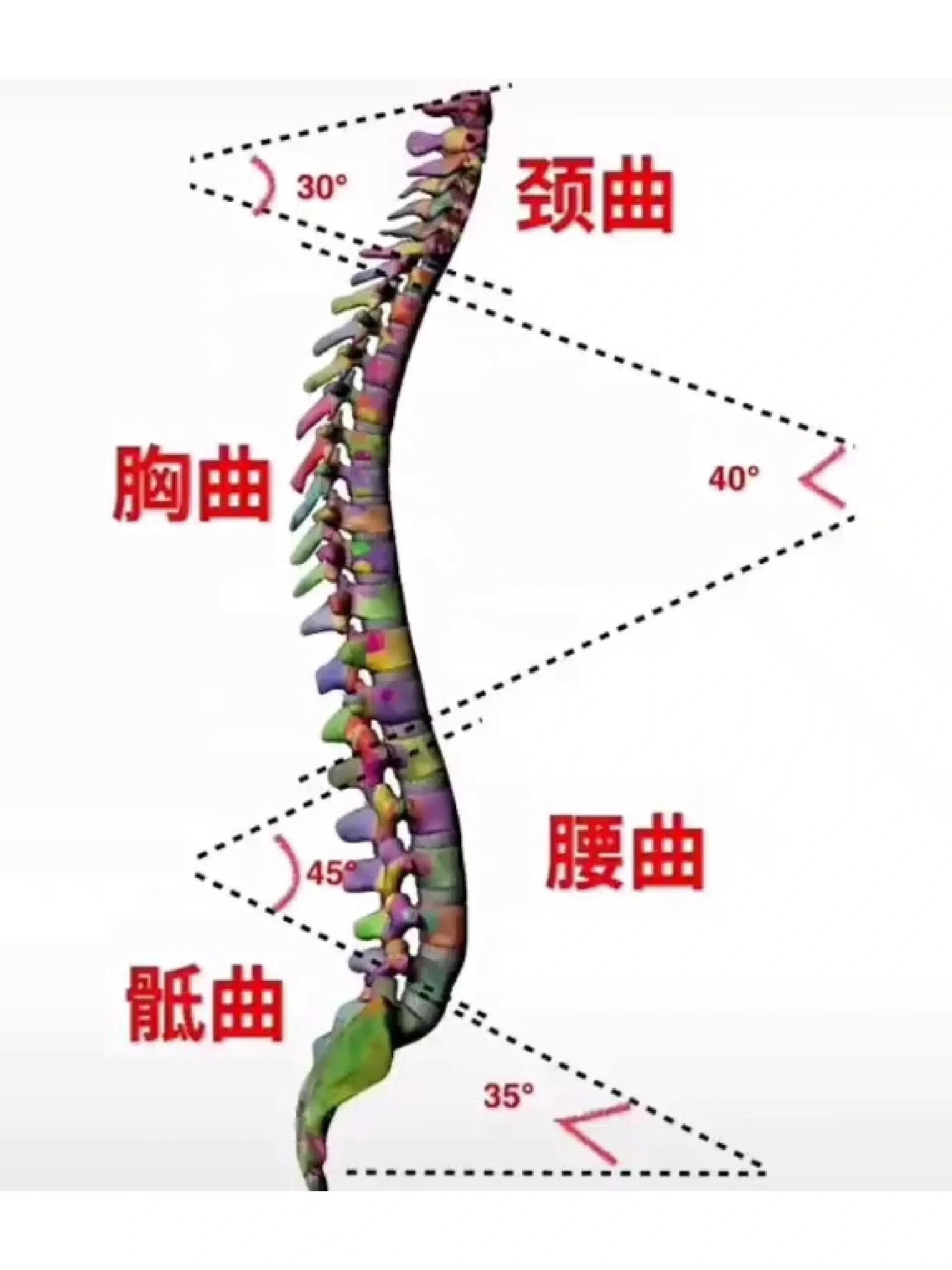 脊柱的生理曲度 脊柱生理曲度概述  当人体直立或坐位时