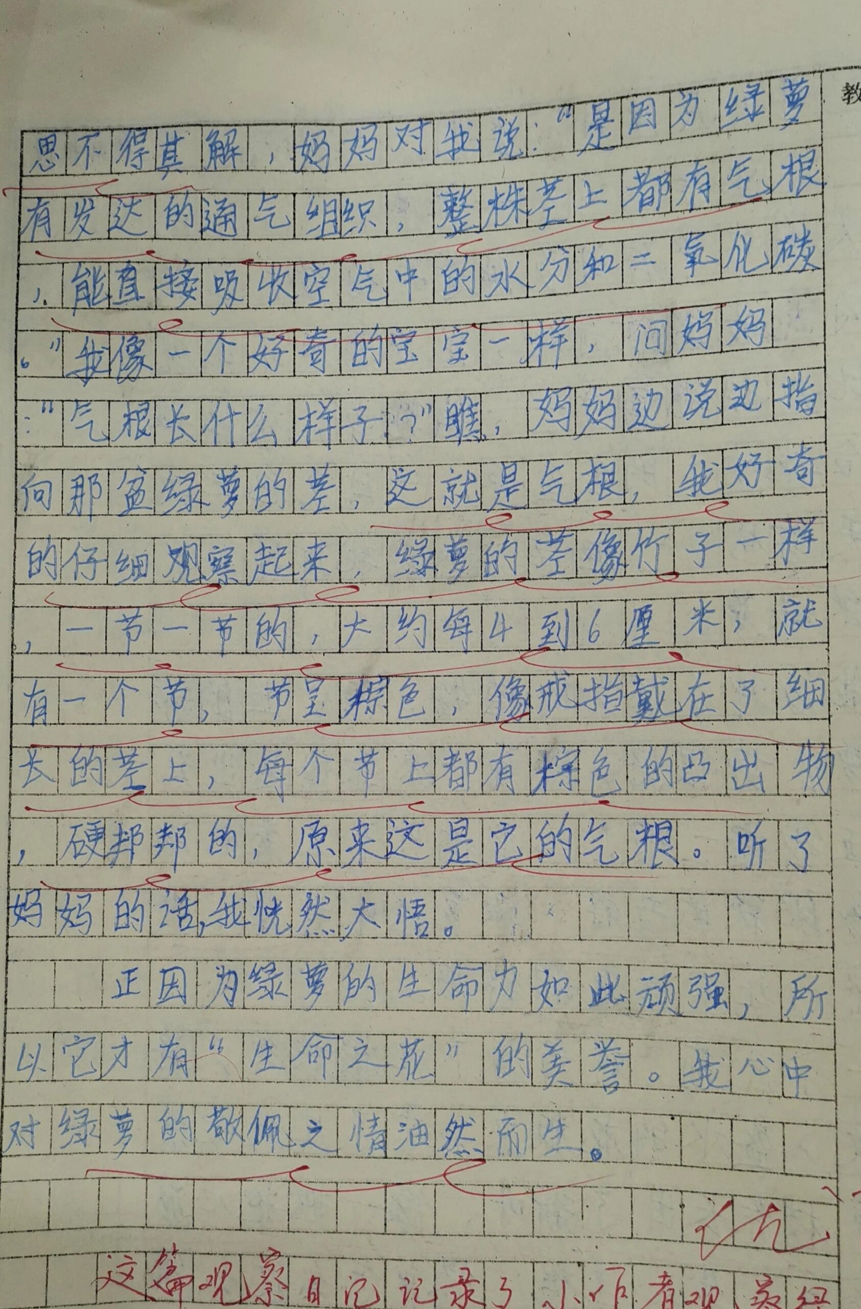 植物观察日记500字作文(植物观察日记500字作文六年级)