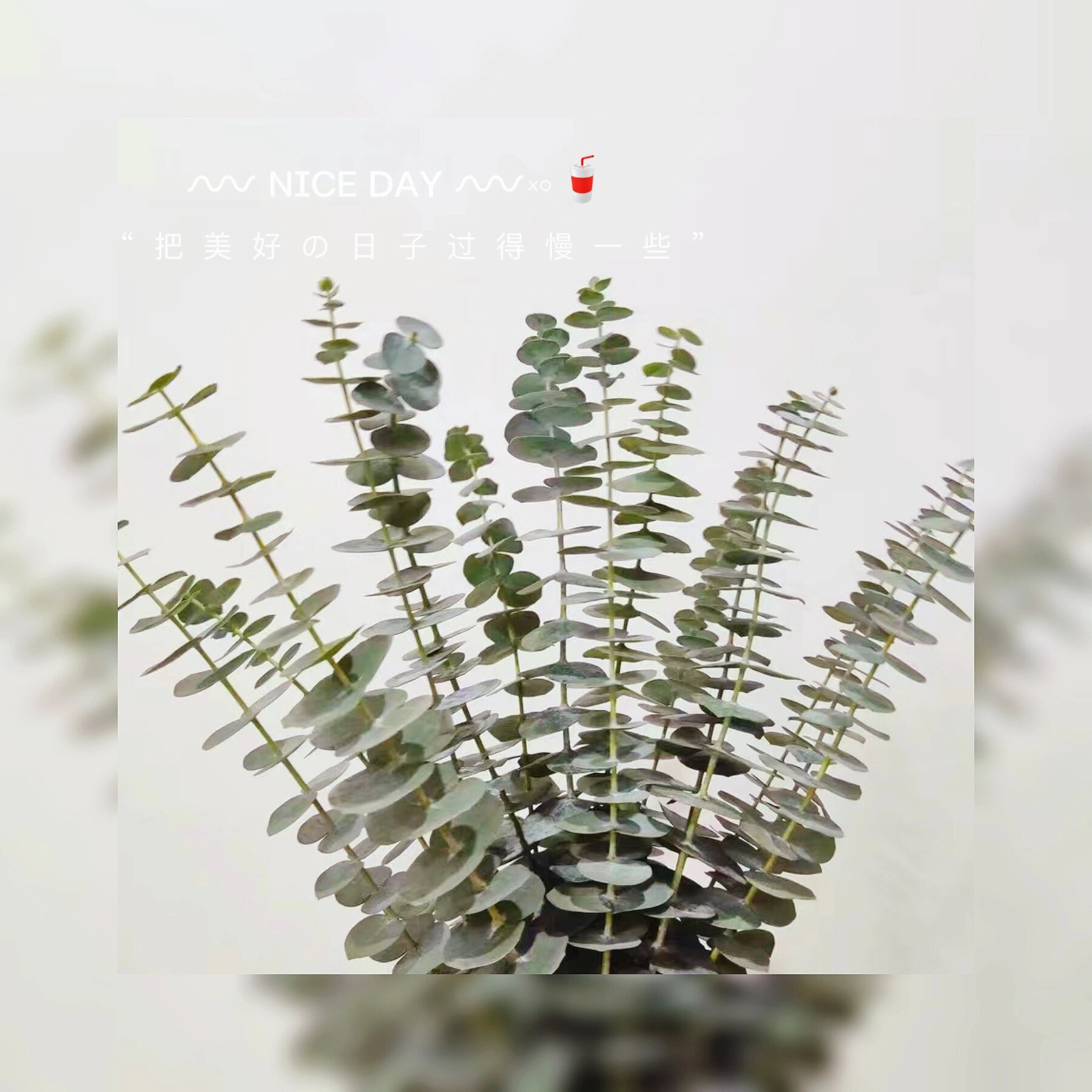 『75』每日识一花【尤加利叶】