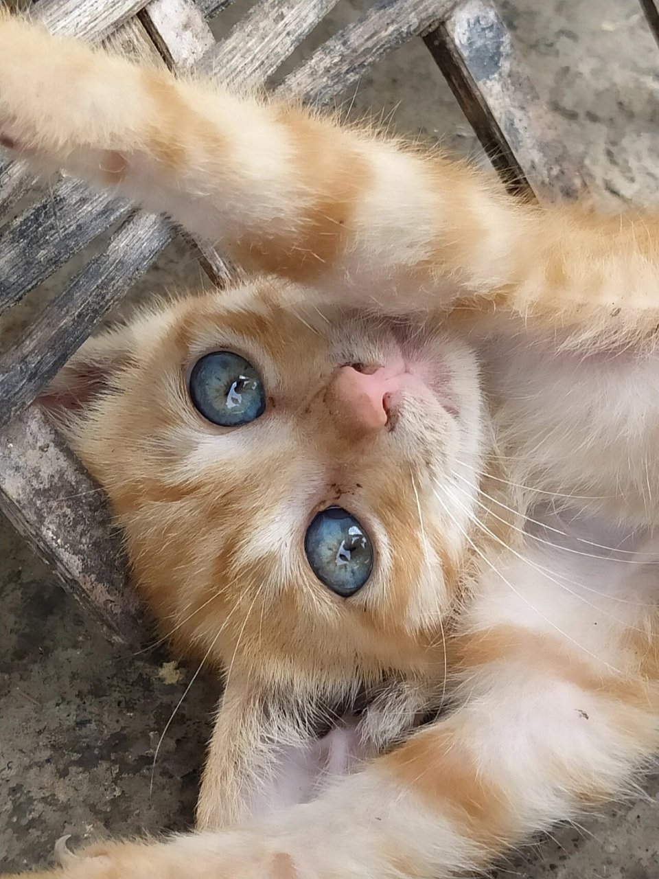 中国纯土猫居然有蓝色的眼睛 邻居家的母猫生了4只猫,被人领走两只