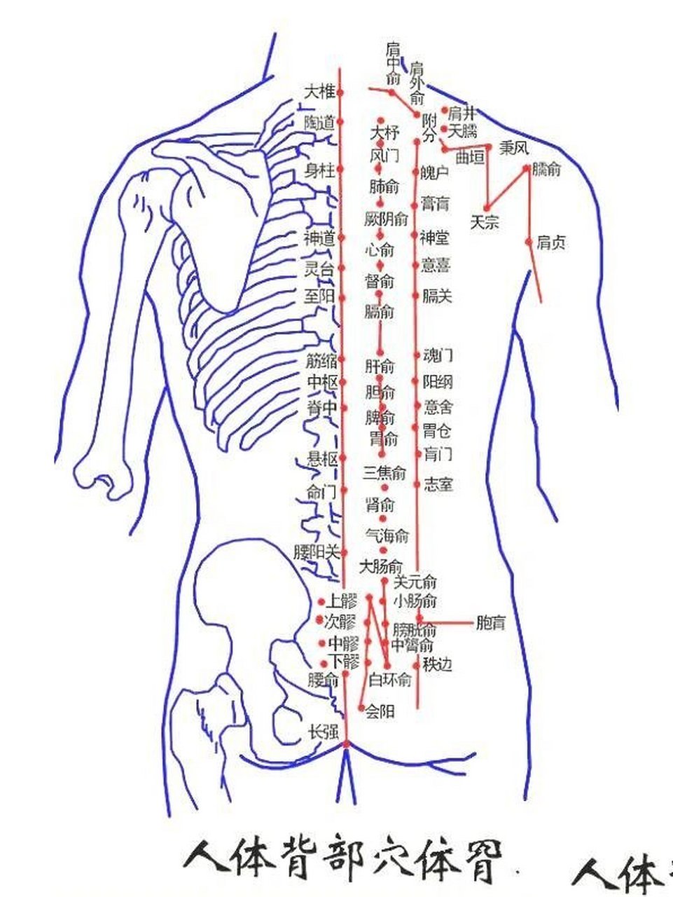 脊柱两旁的经络图图片