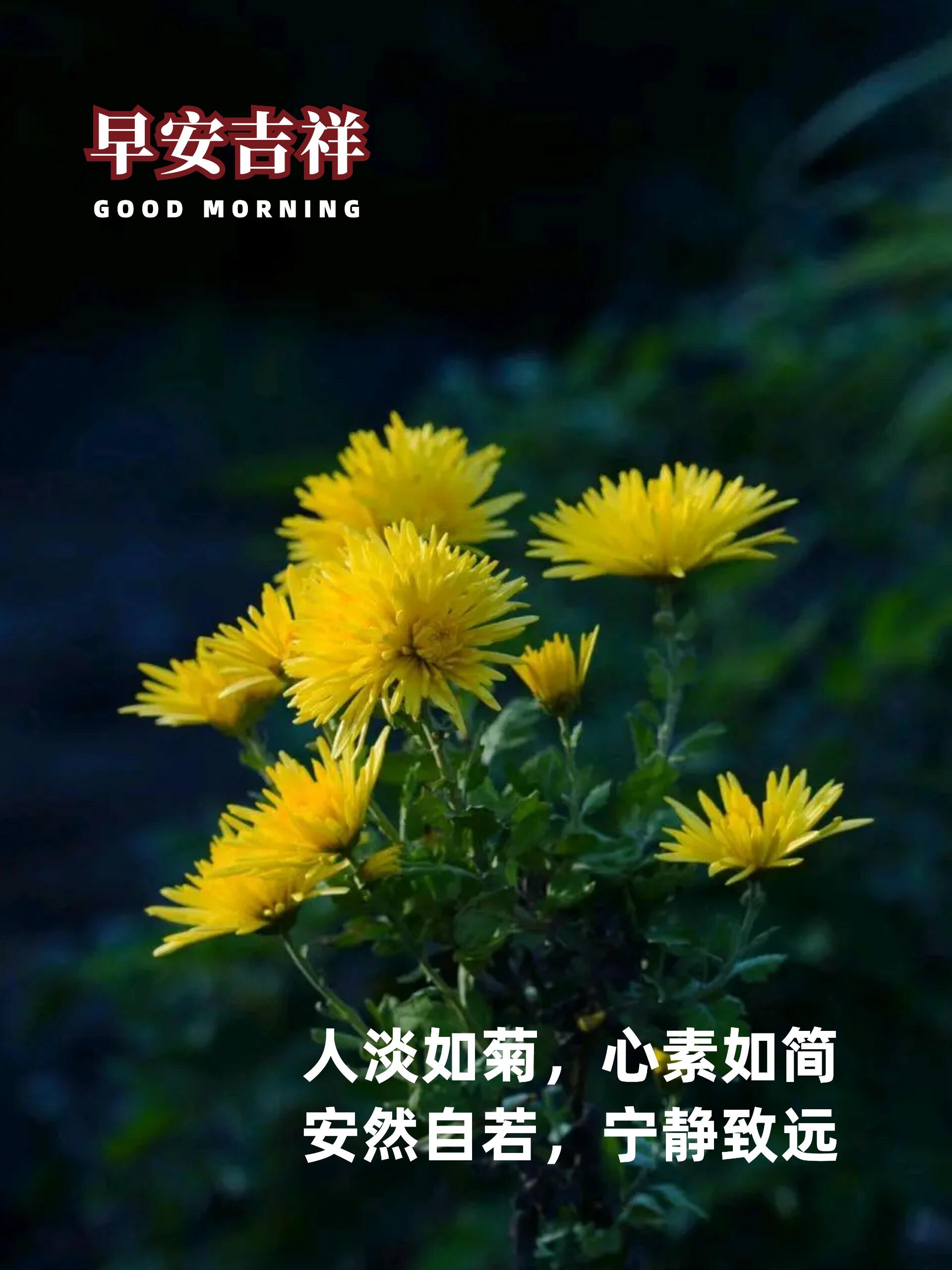 人淡如菊,心素如简;安然自若,宁静致远!
