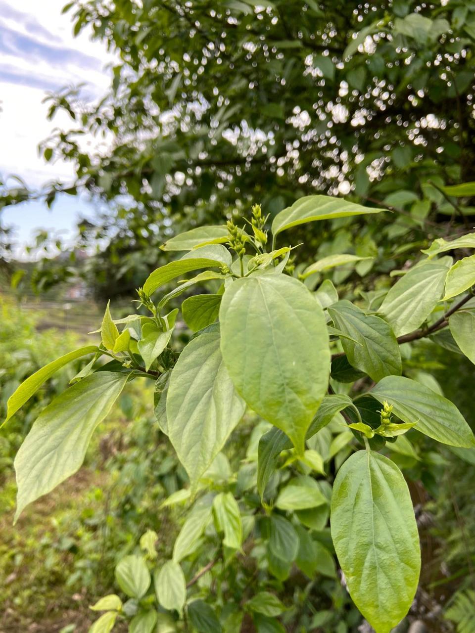 神仙豆腐就是用这种树叶做的 上次有朋友想看神仙豆腐是用什么树叶做
