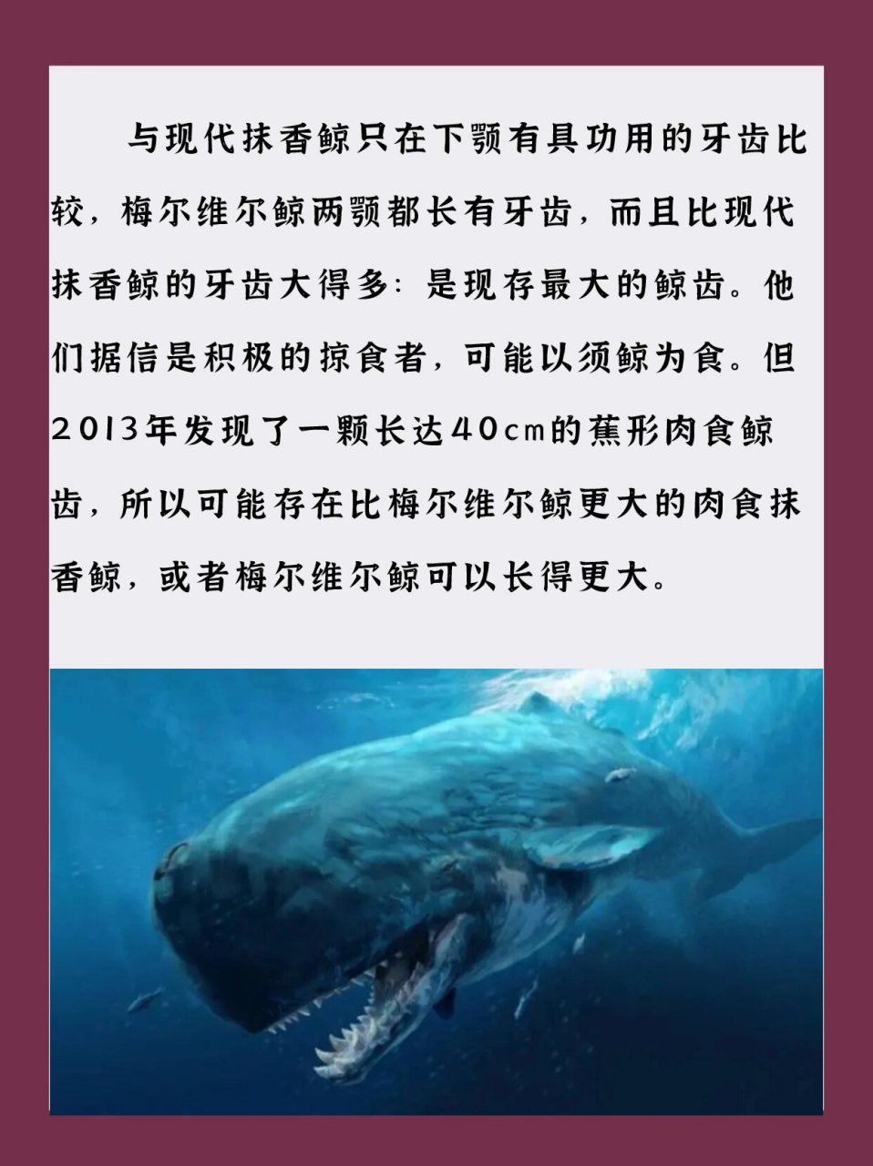 梅氏利维坦鲸:曾经的海洋霸主