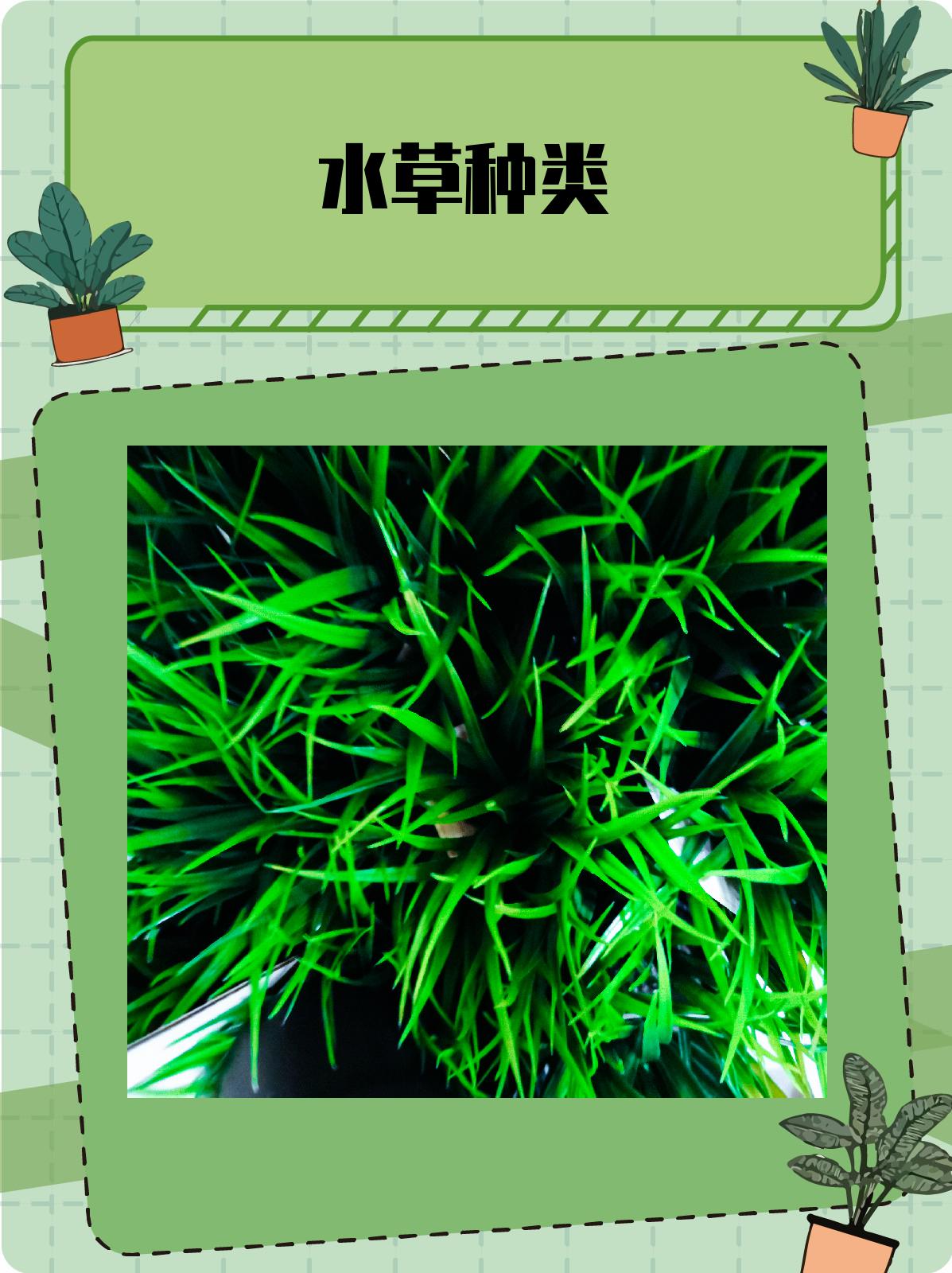 水草种类 1