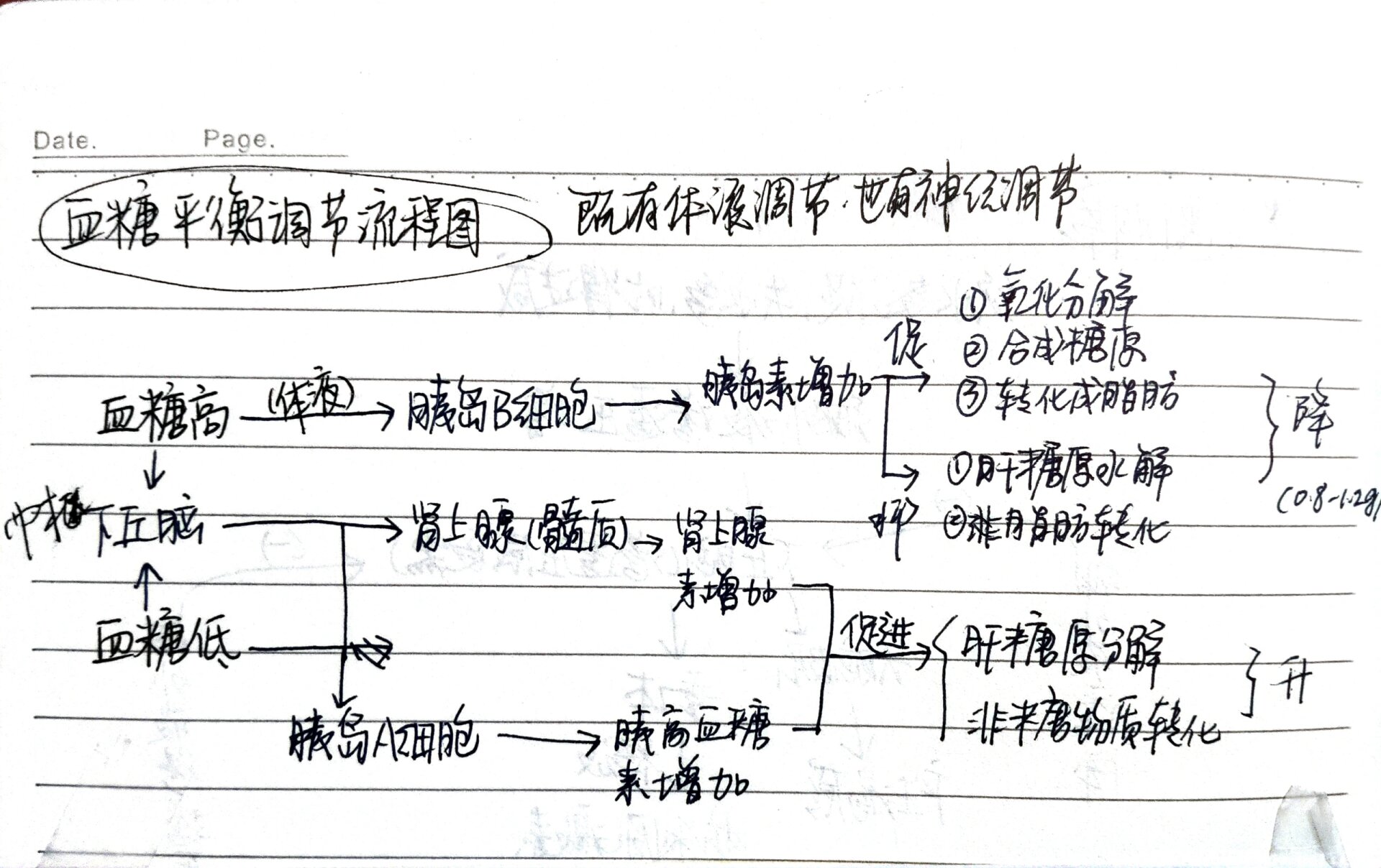 生物一轮复习,水盐平衡调节,体温调节,血糖调节,思维导图过程