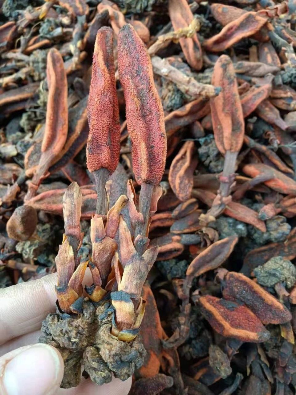 野生回春草 野生回春草(别名土苁蓉,草丛茸,硬劲草)的功效和作用 专治