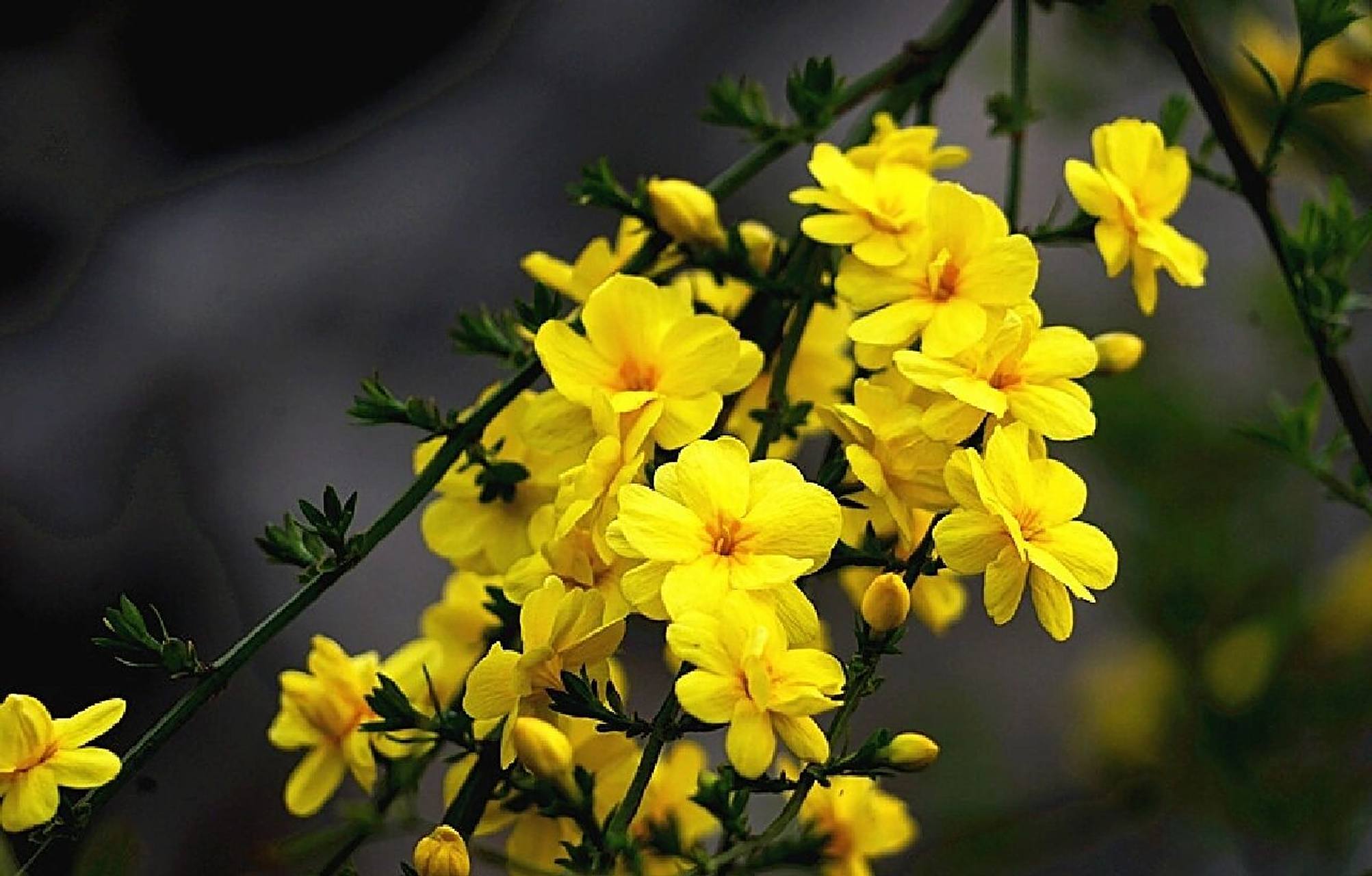 百度百科:迎春花(学名:jasminum nudiflorum lindl.