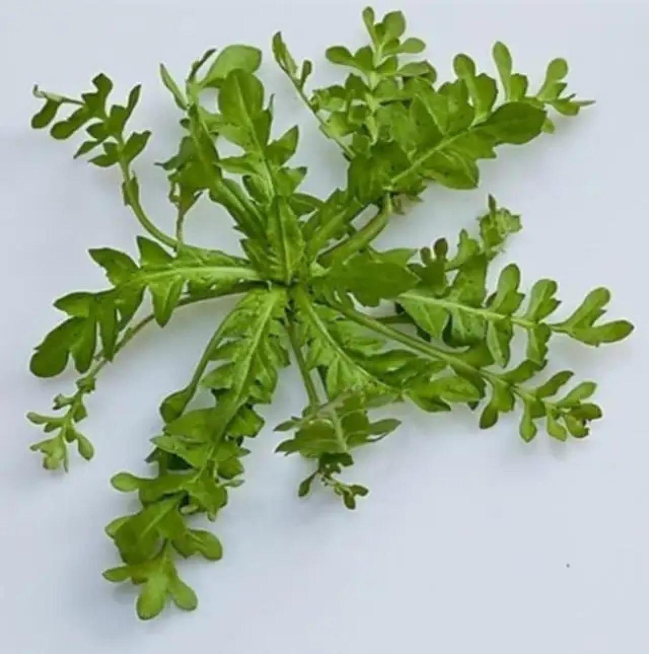 教你一秒辨别荠菜 又到了吃荠菜的季节了,现在的荠