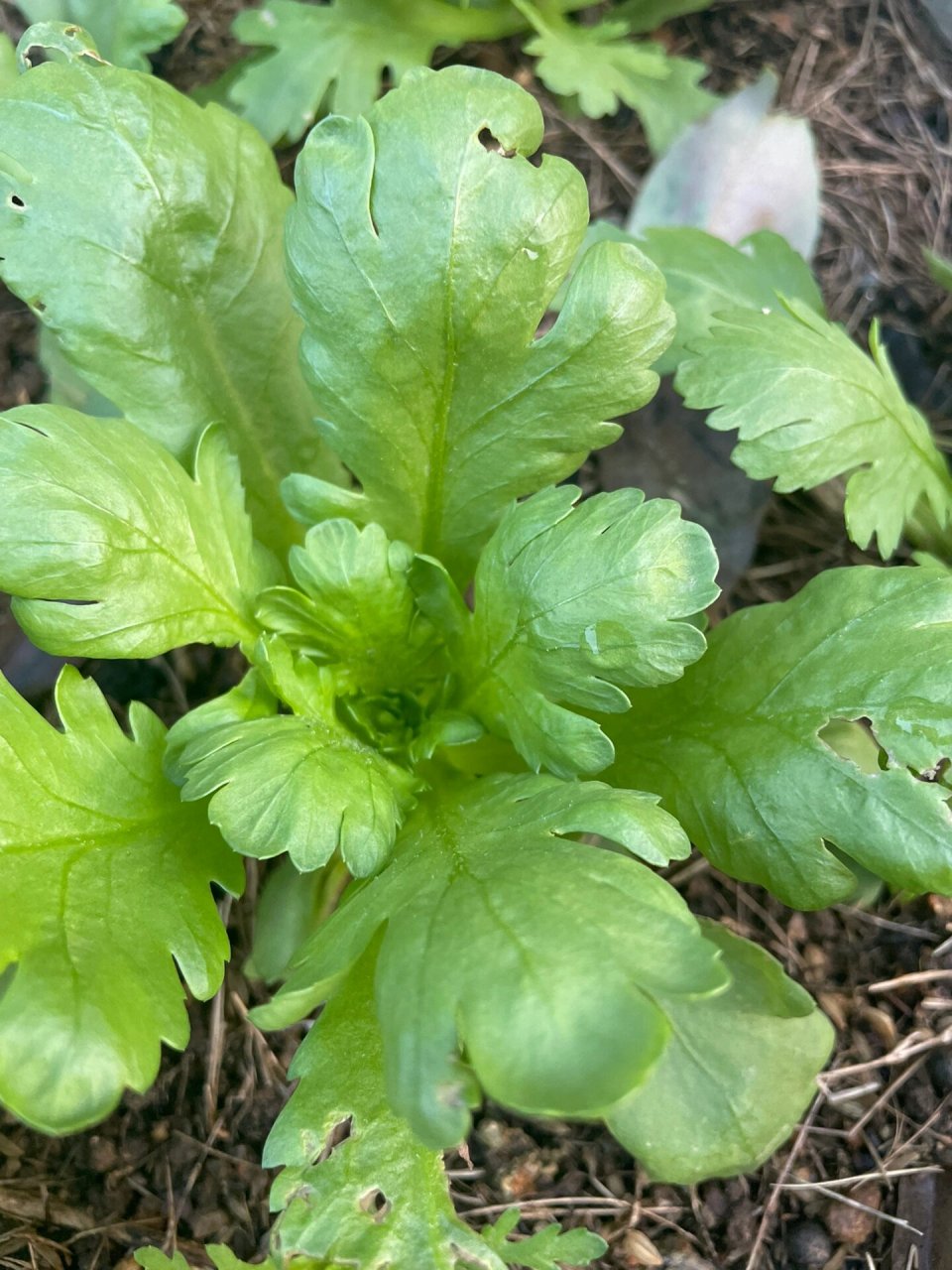 蒿菜图片