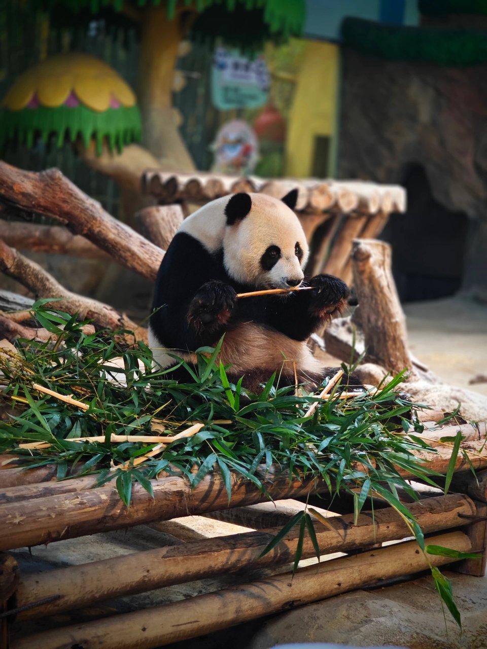 day265 in 珠海 长隆野生动物园 今天去了长隆野生动物园,环境是真