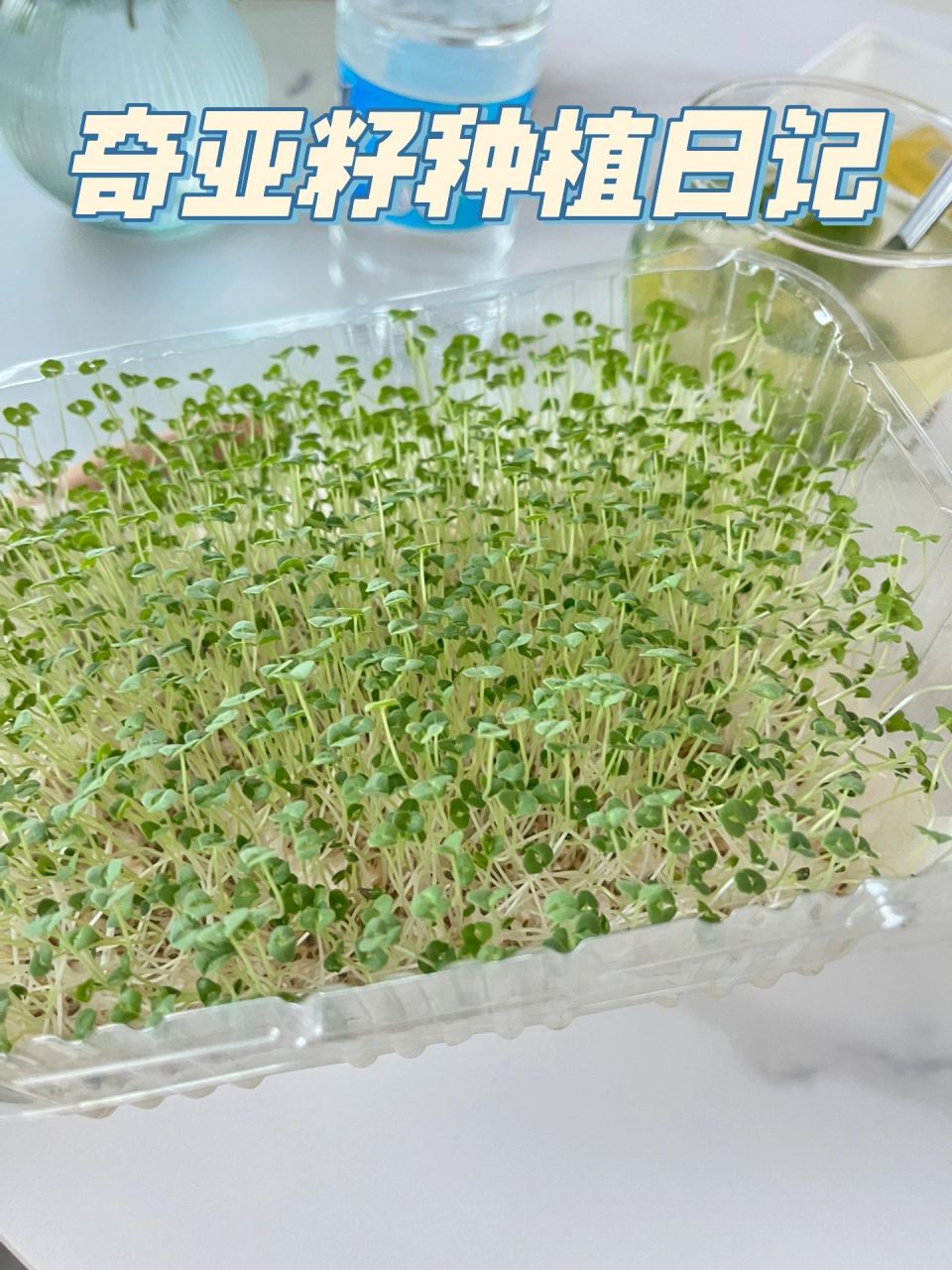 奇亚籽种植日记(八天收成) 种植奇亚籽的八天,这个过程太治愈了.