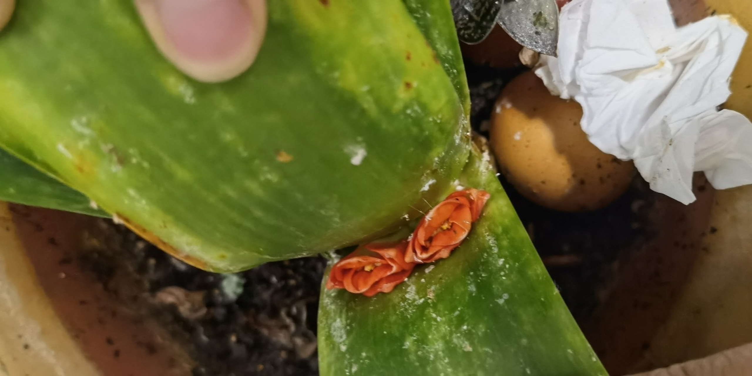 求助这白的是什么虫子,叶子都黏黏的 君子兰这叶子上的白色虫子是什么