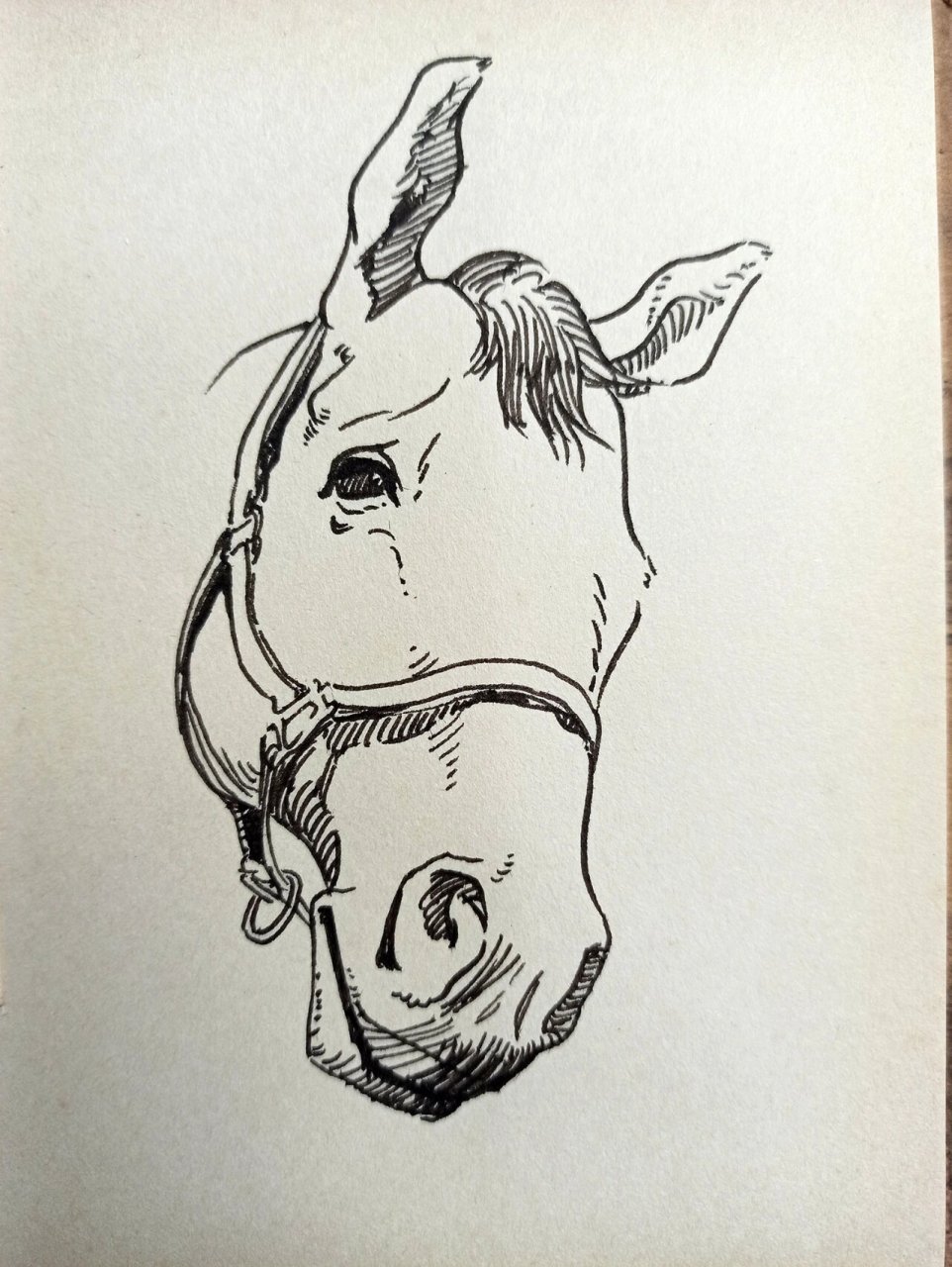 日常速写练习:马头