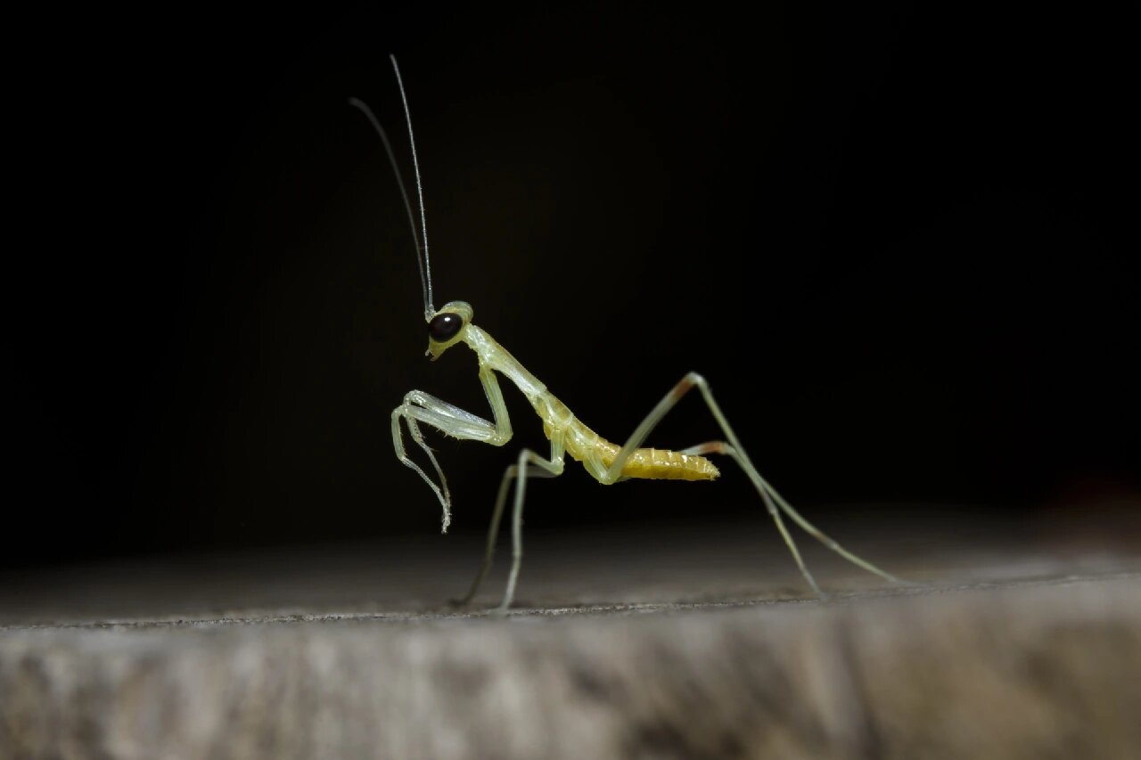 螳螂幼虫微距拍摄